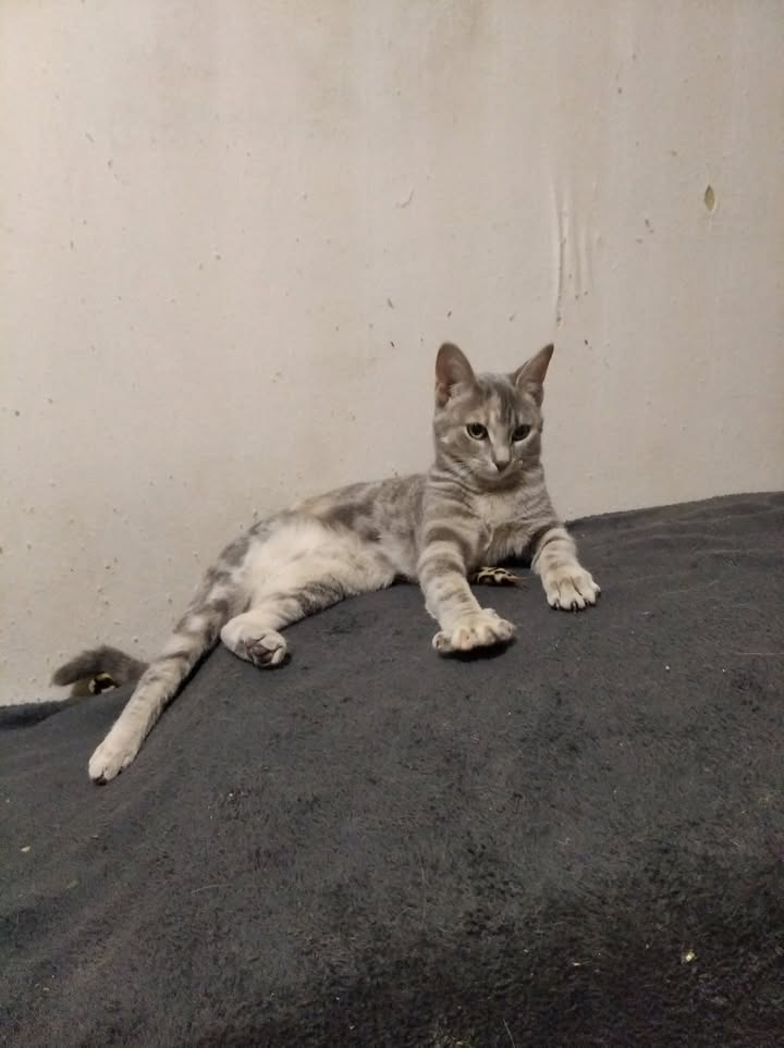 Chat