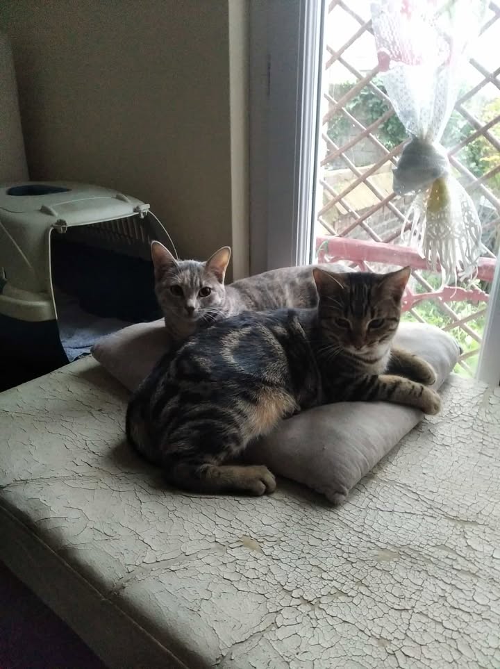 Chat
