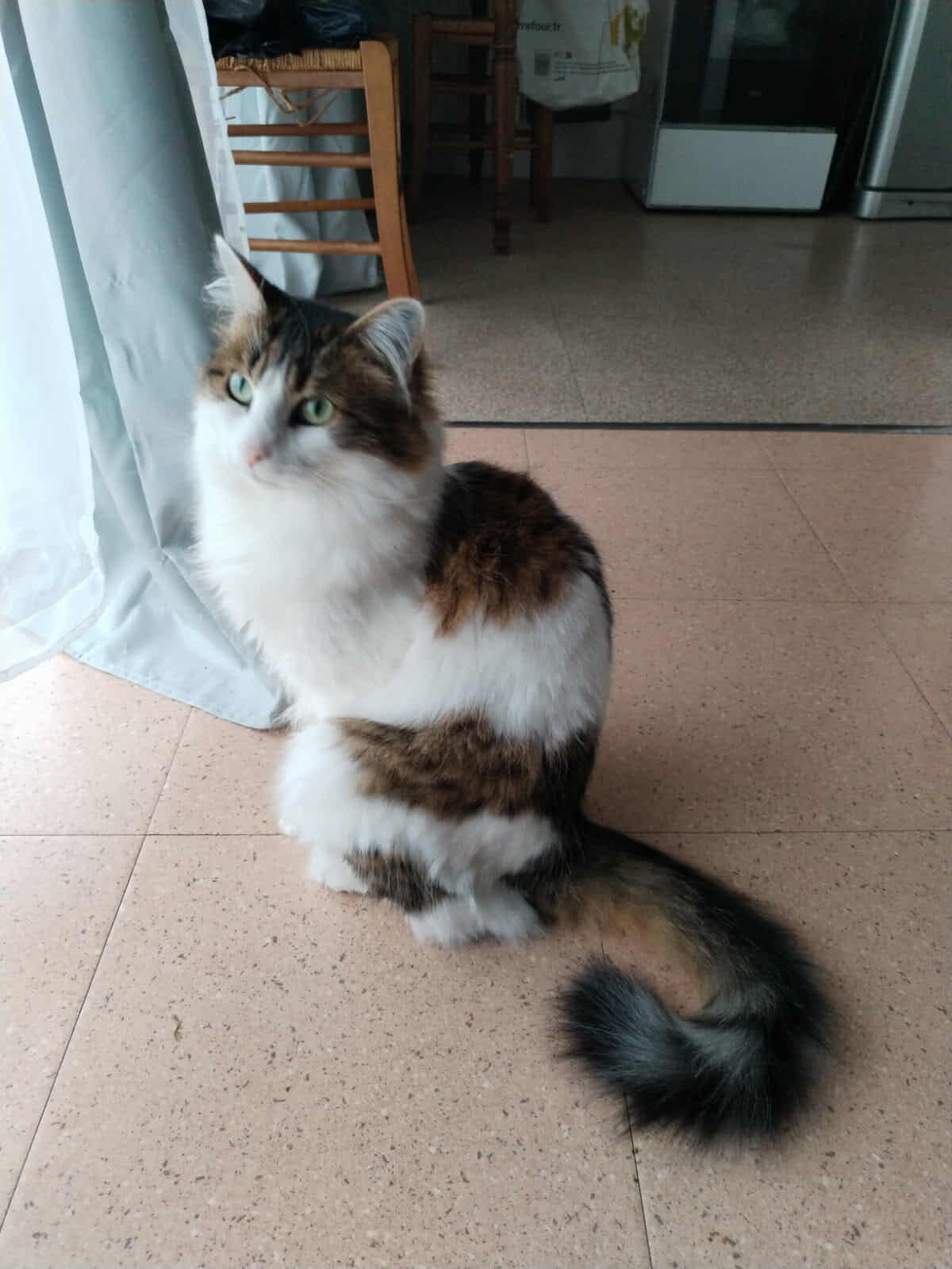 Chat