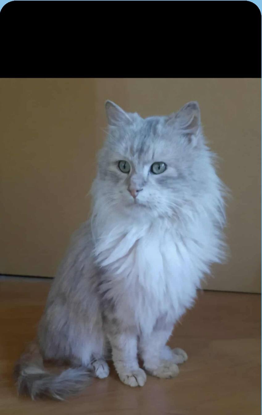 Chat