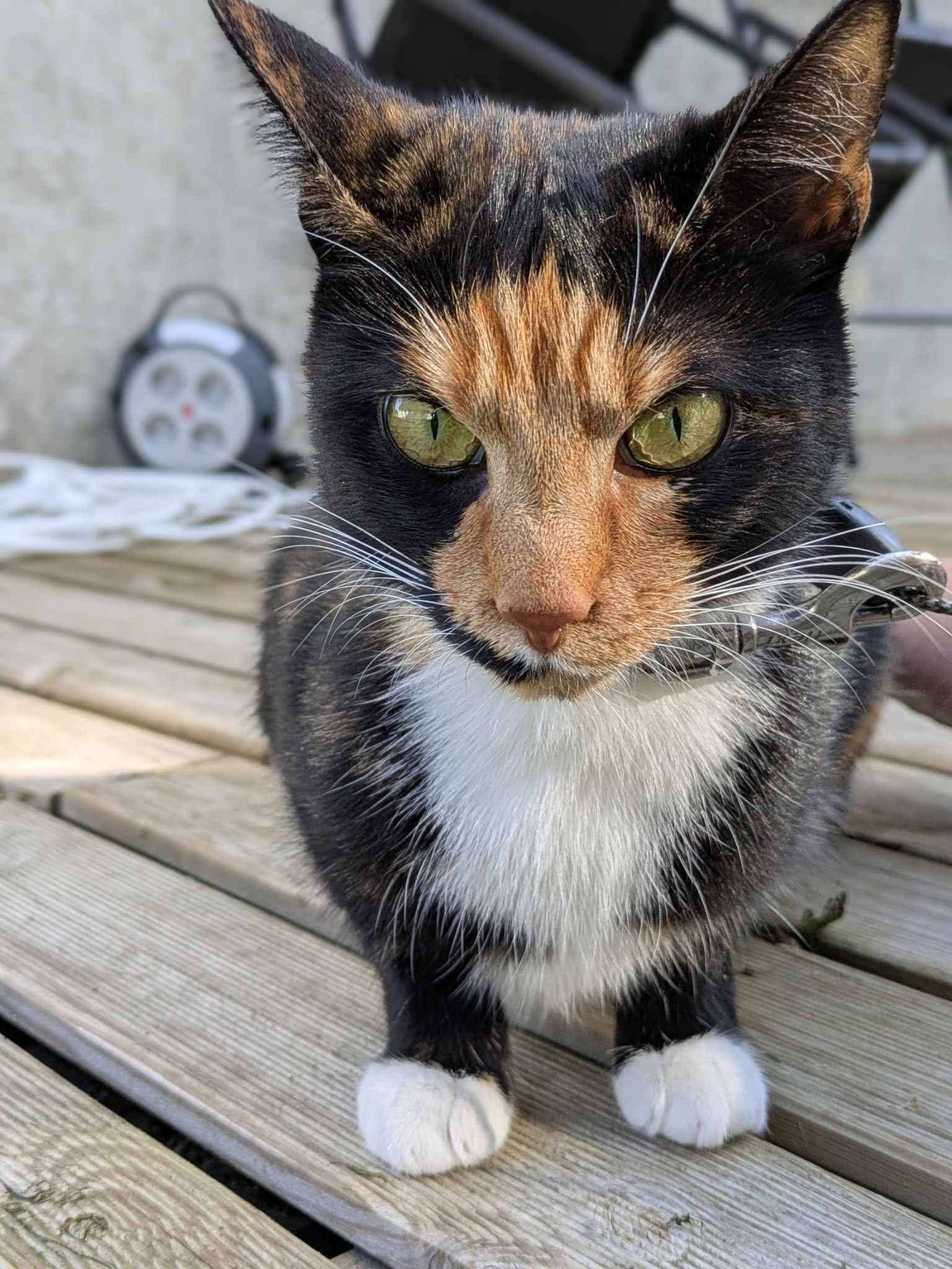 Chat