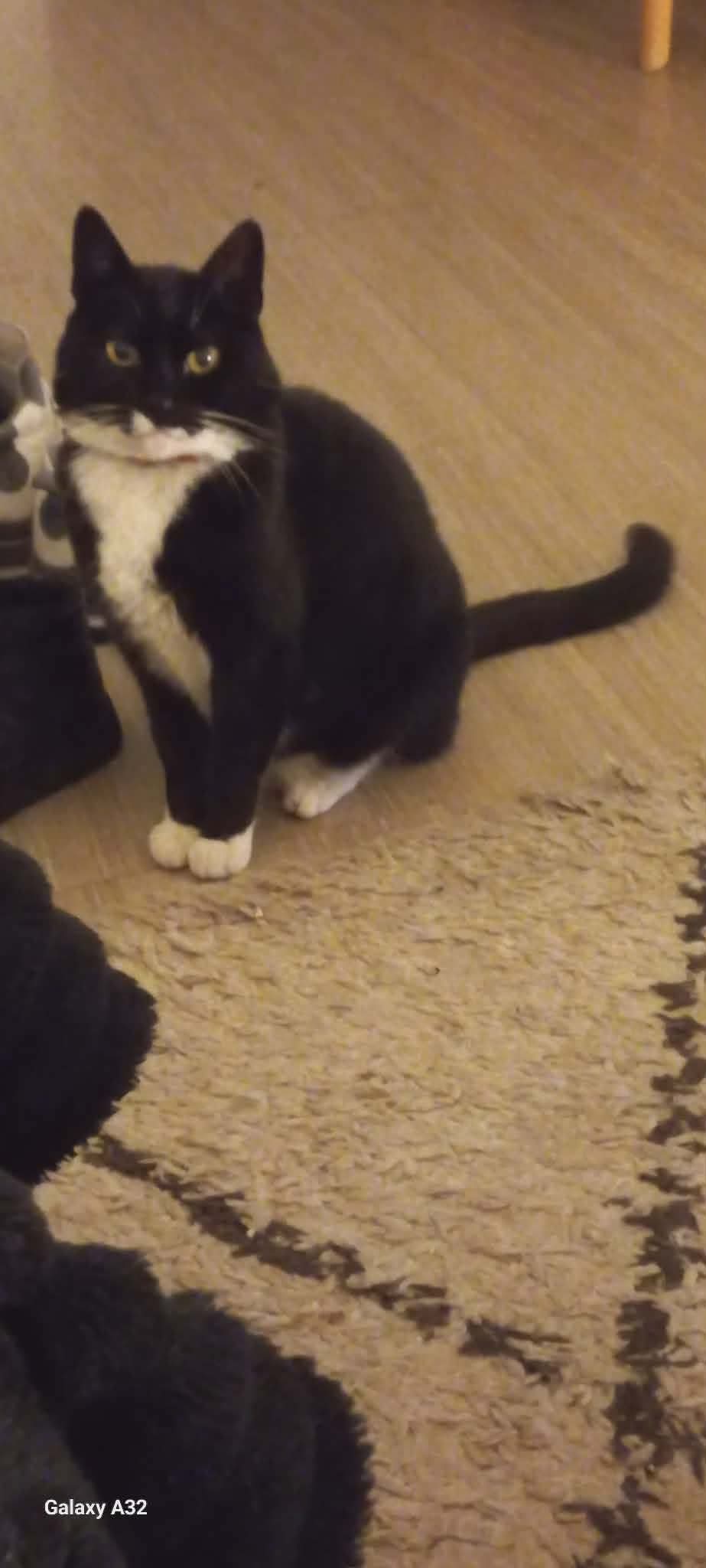Chat