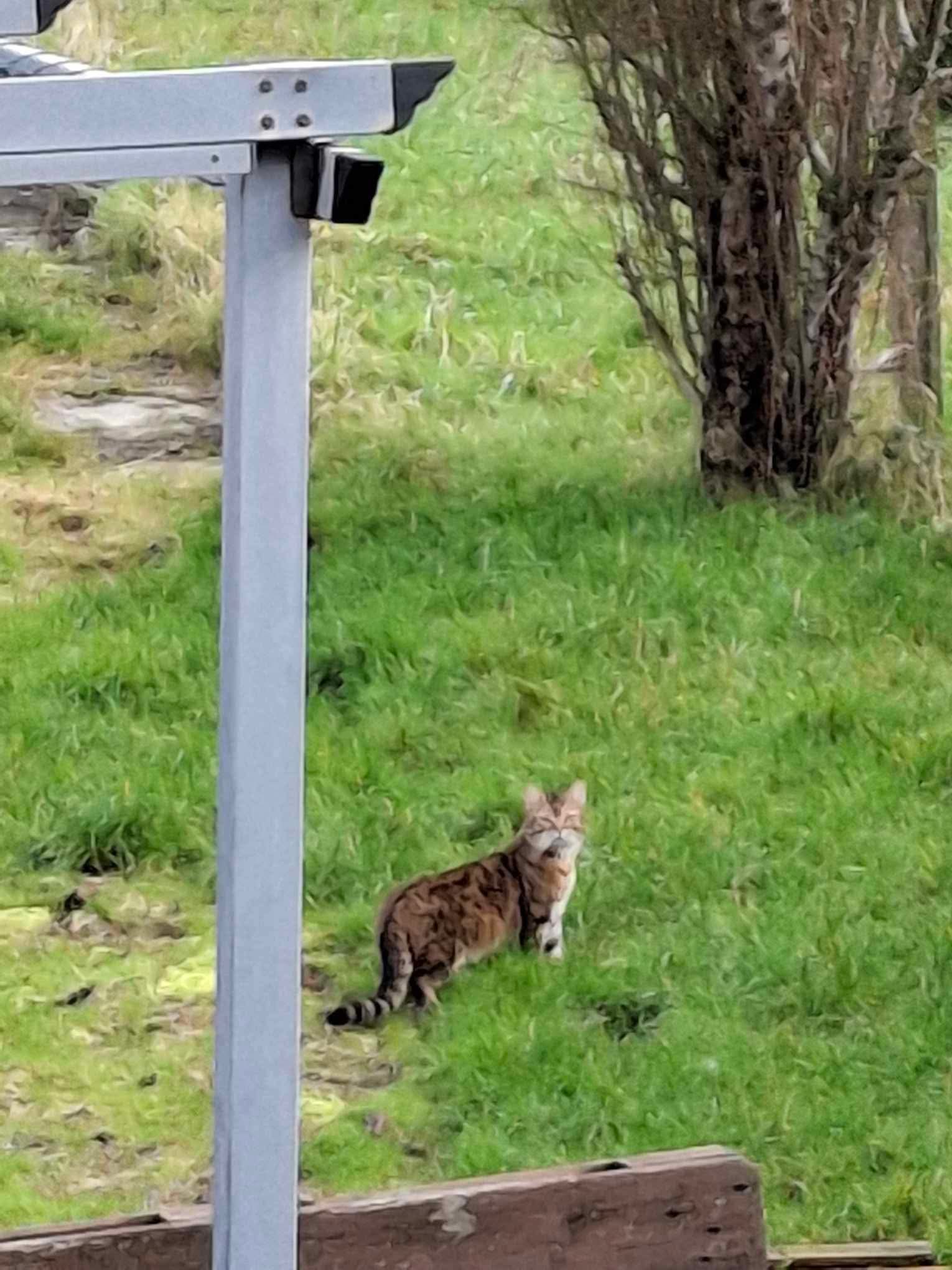 Chat