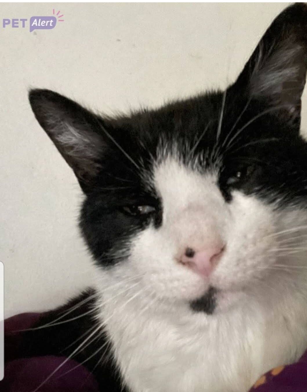 Chat