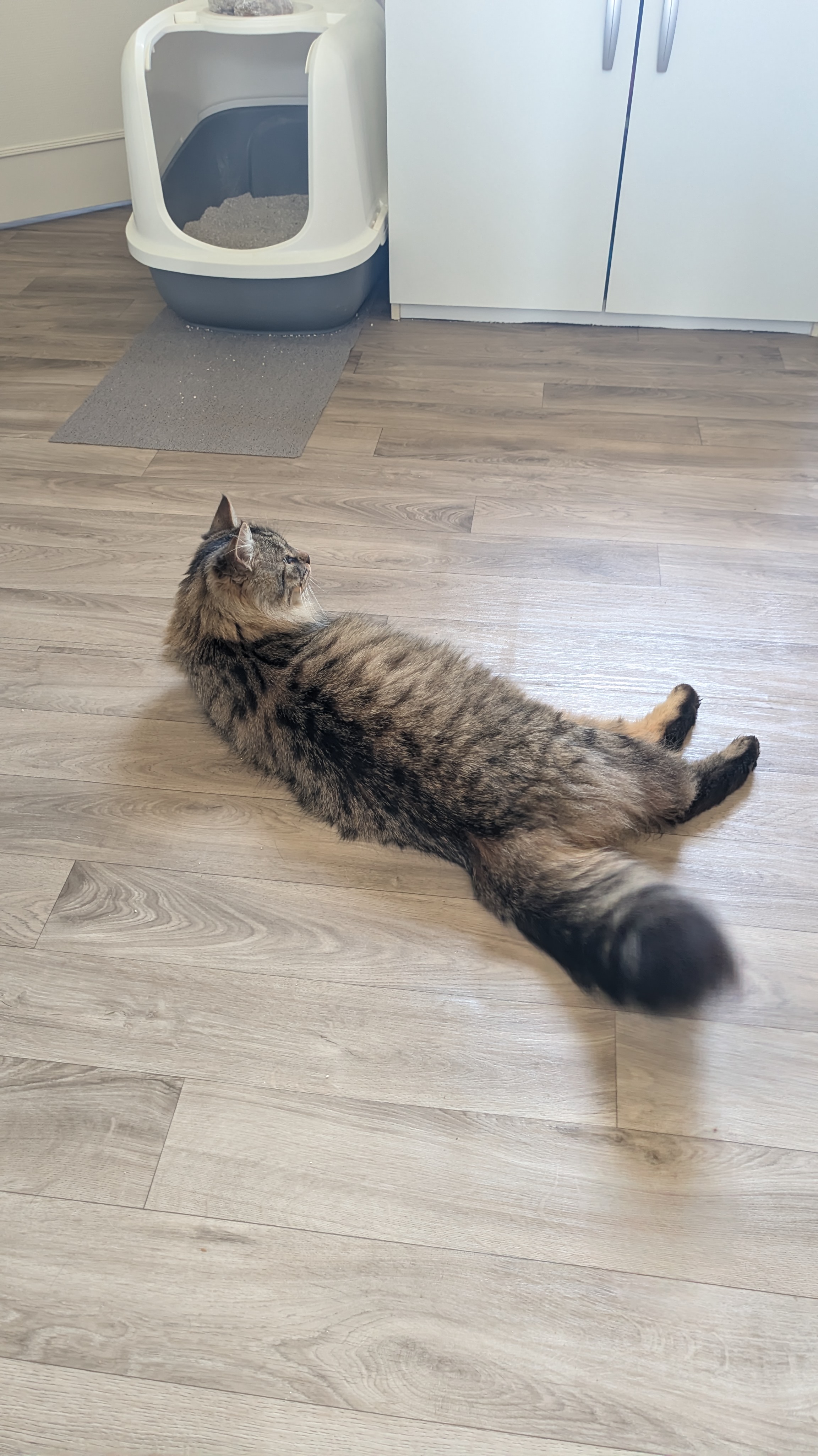 Chat