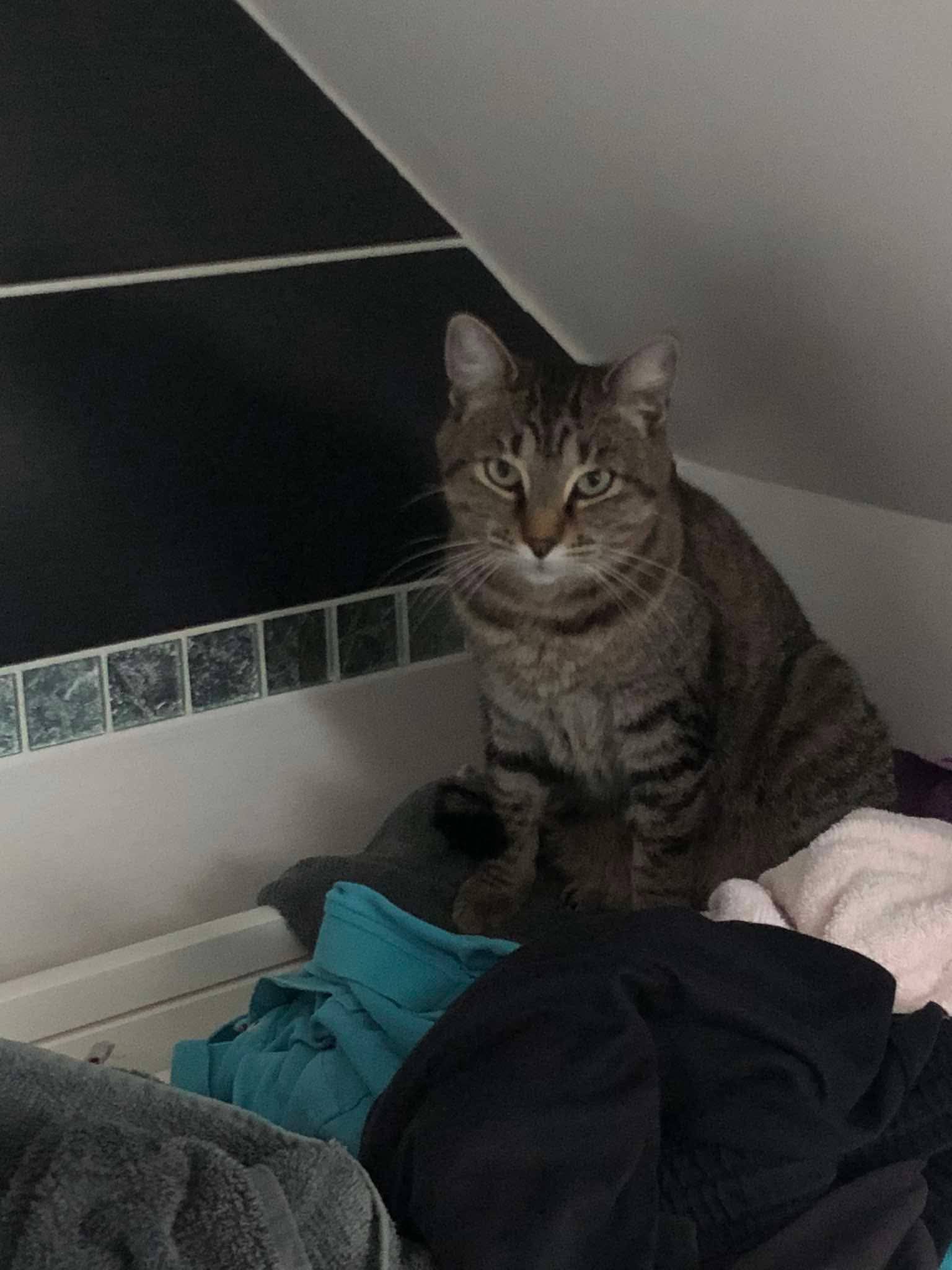 Chat