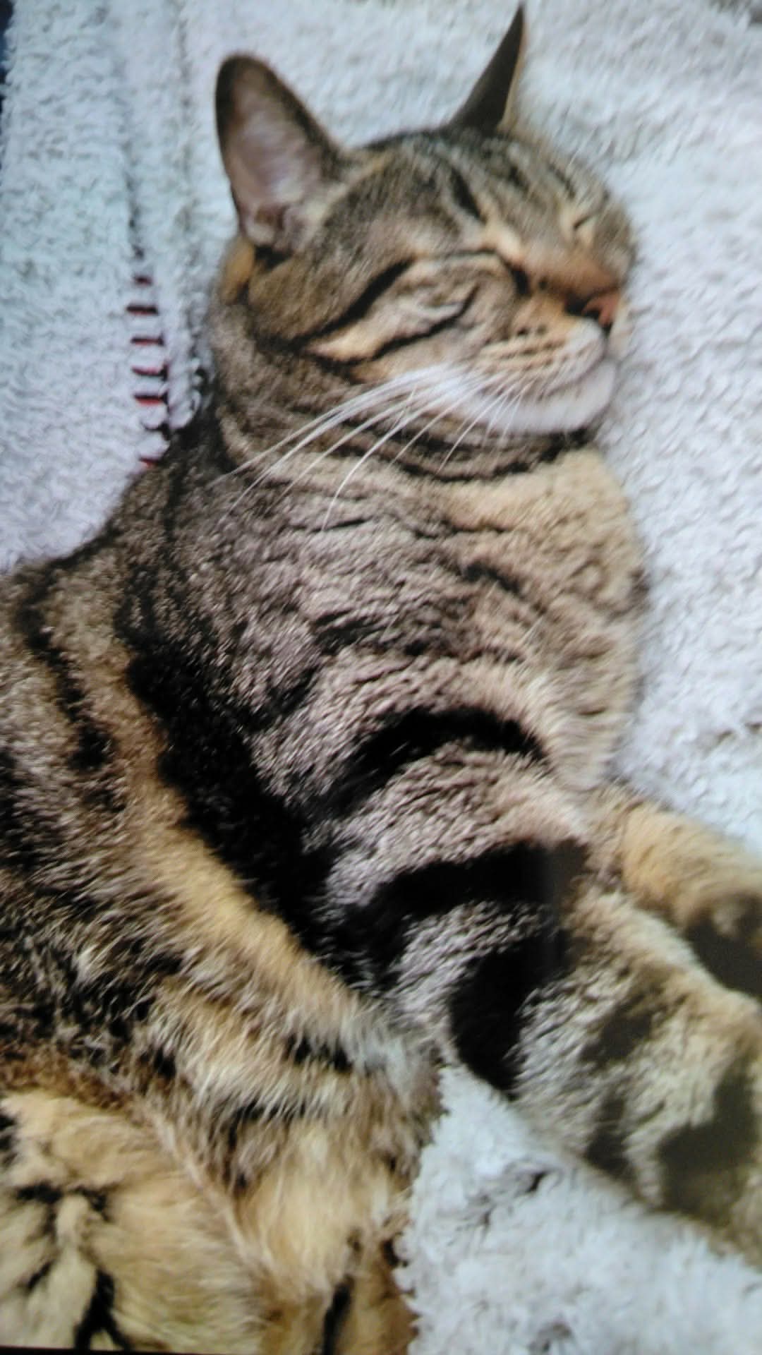 Chat