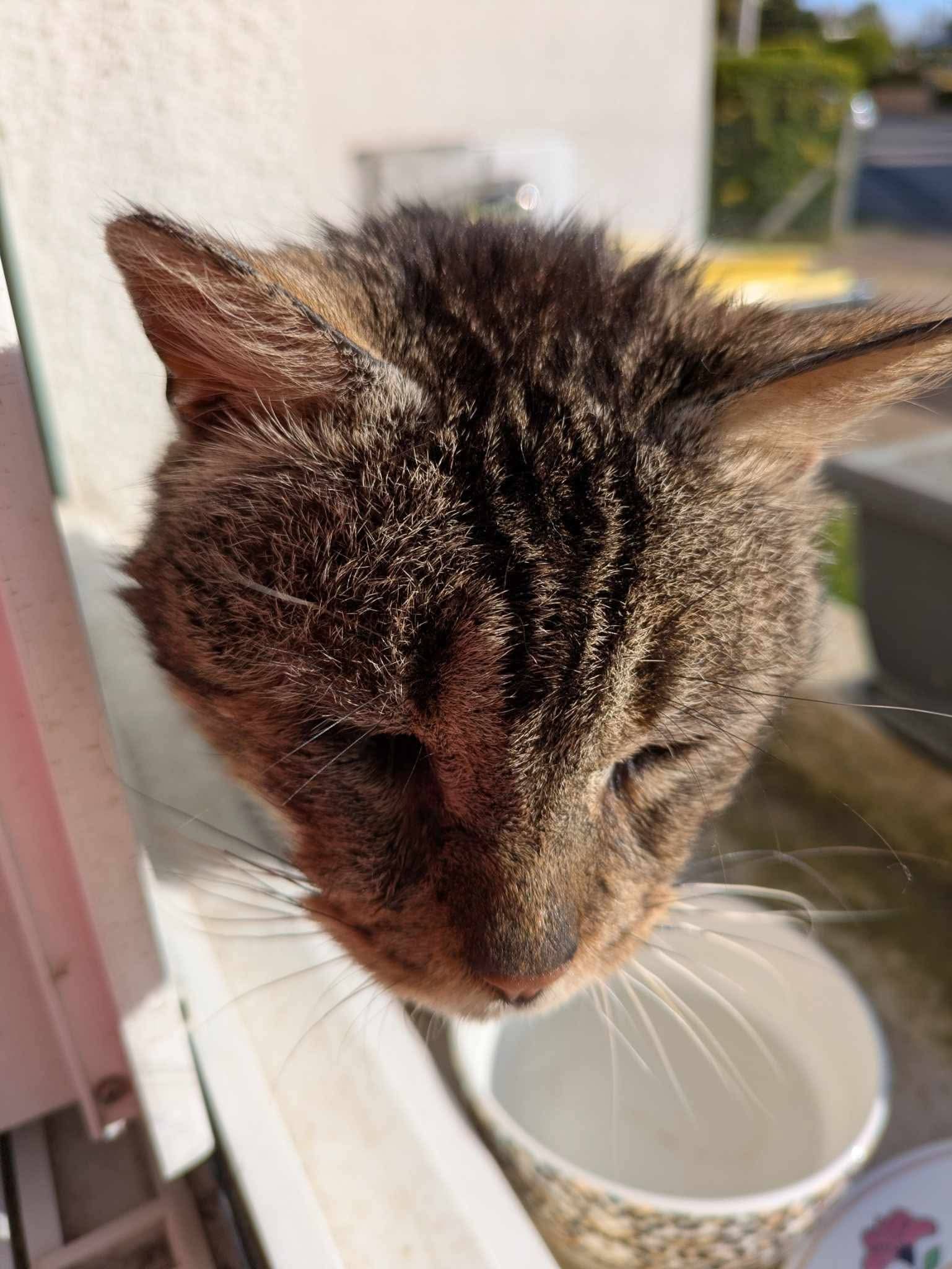 Chat