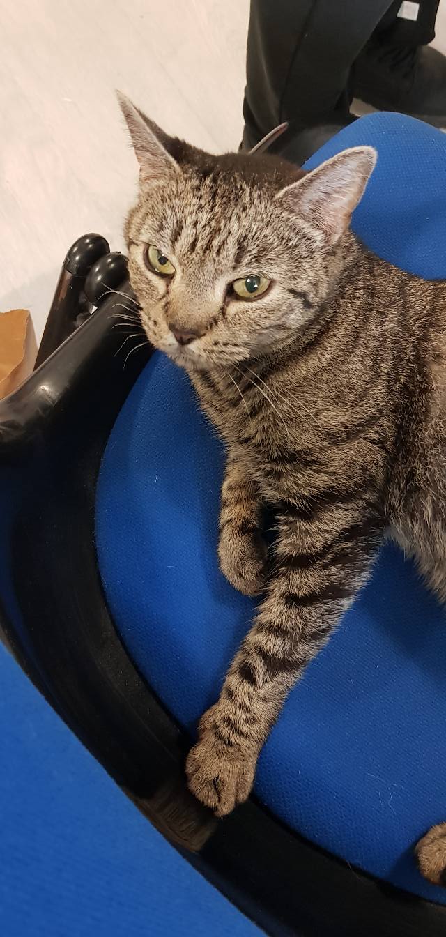Chat