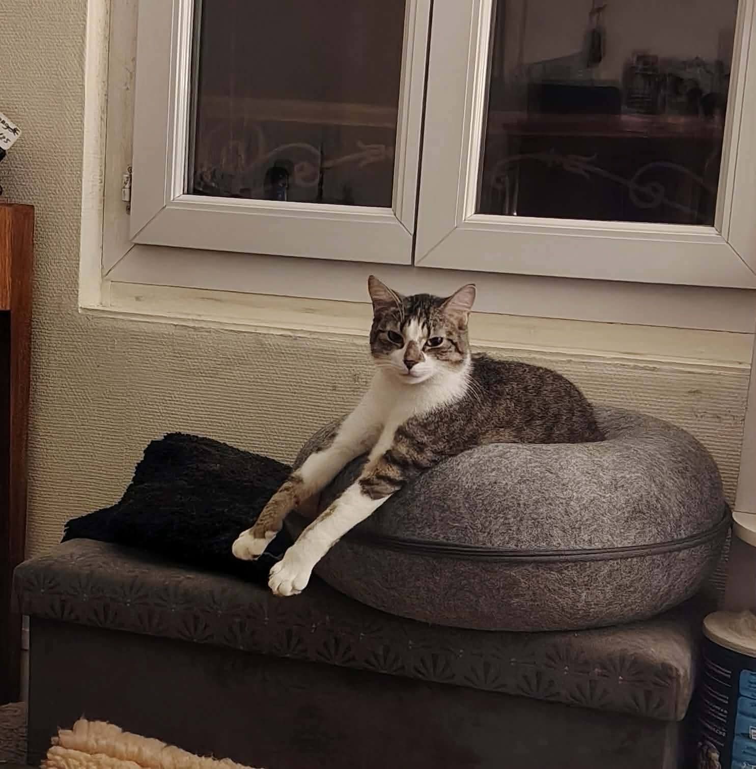 Chat
