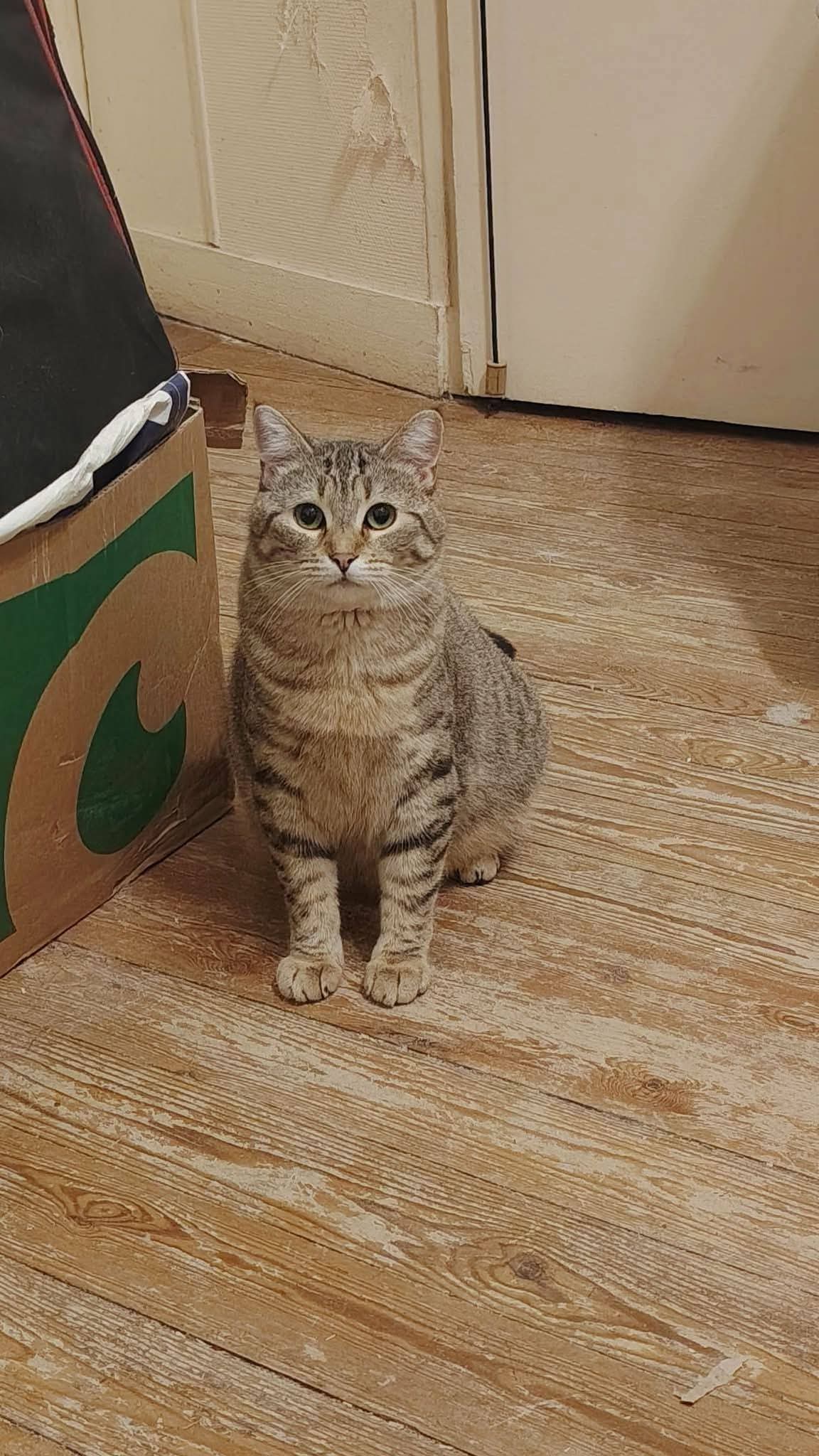 Chat