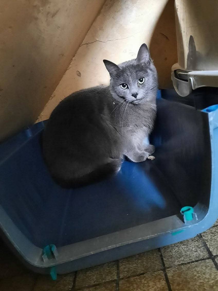 Chat