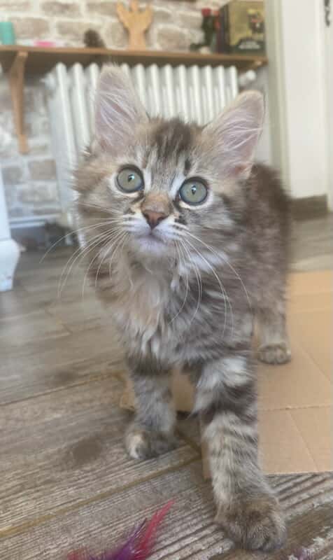 Chat