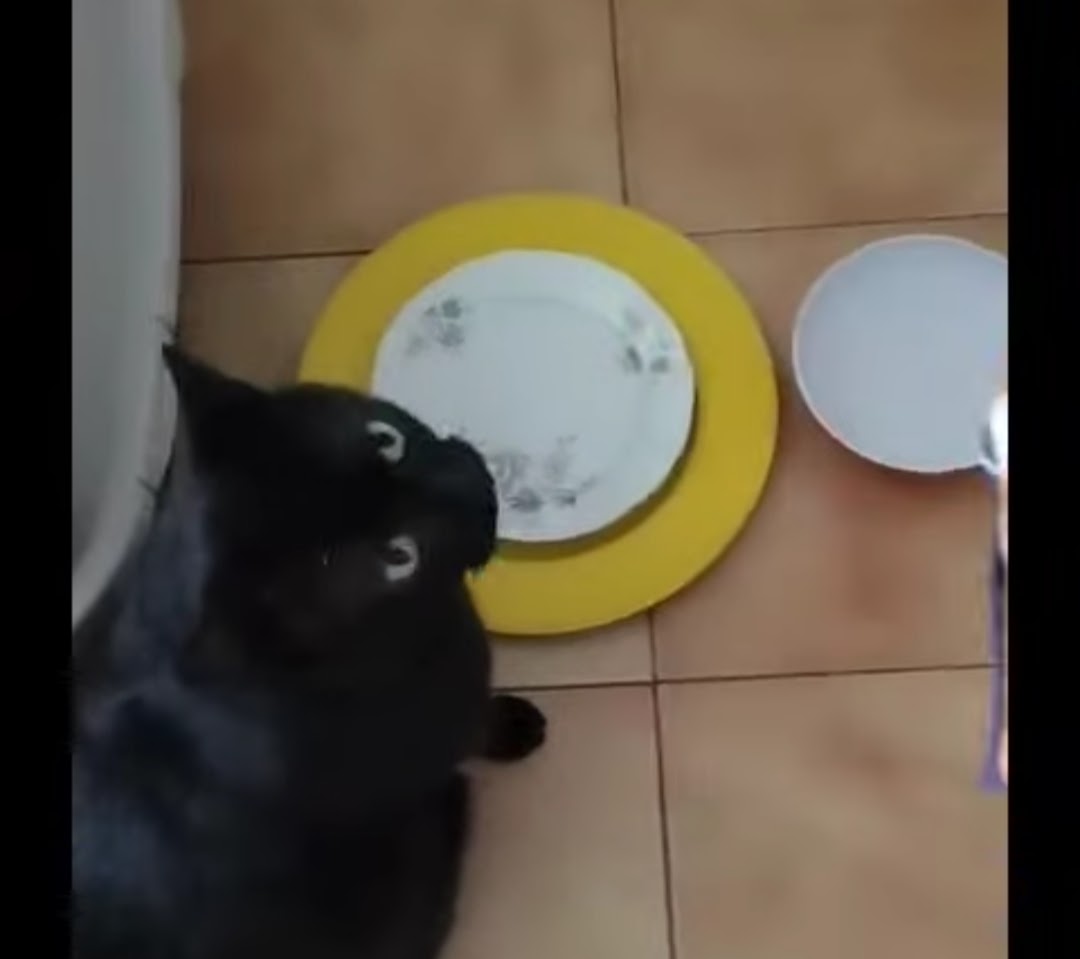 Chat