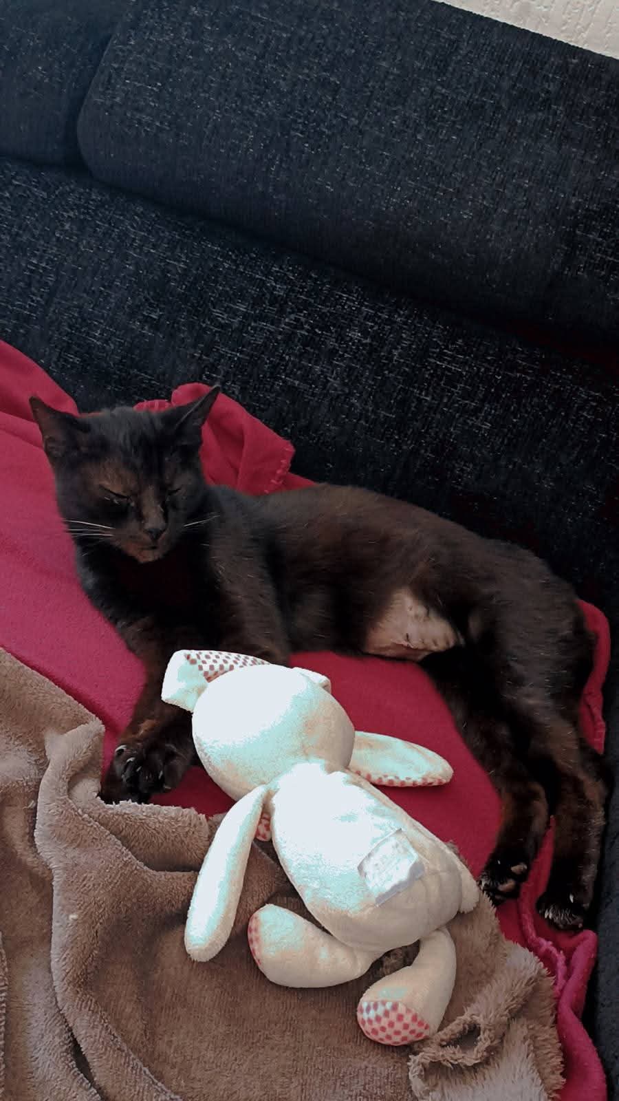 Chat