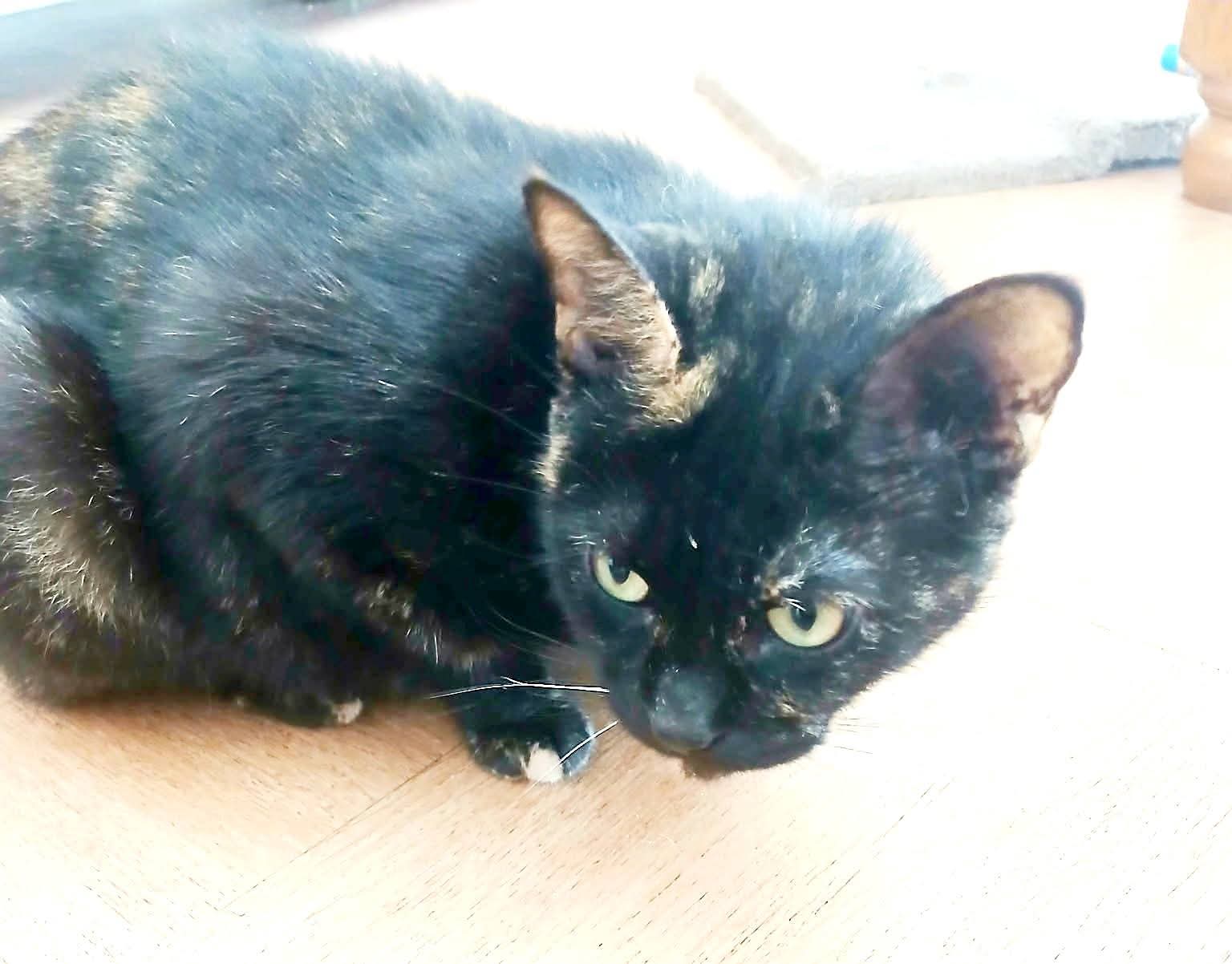 Chat