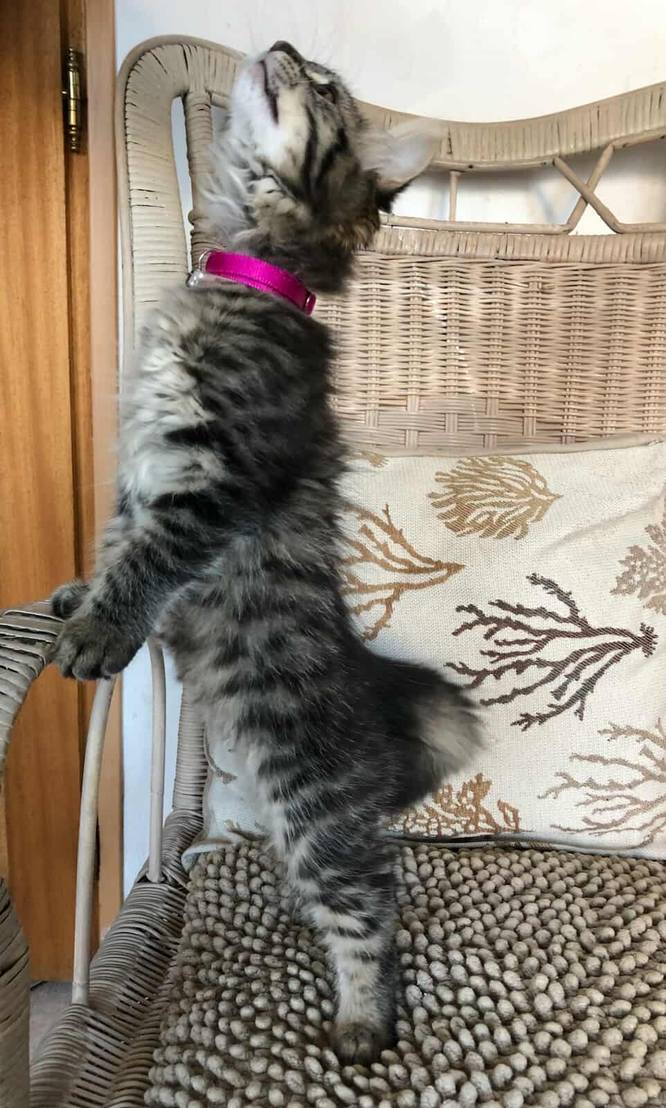 Chat