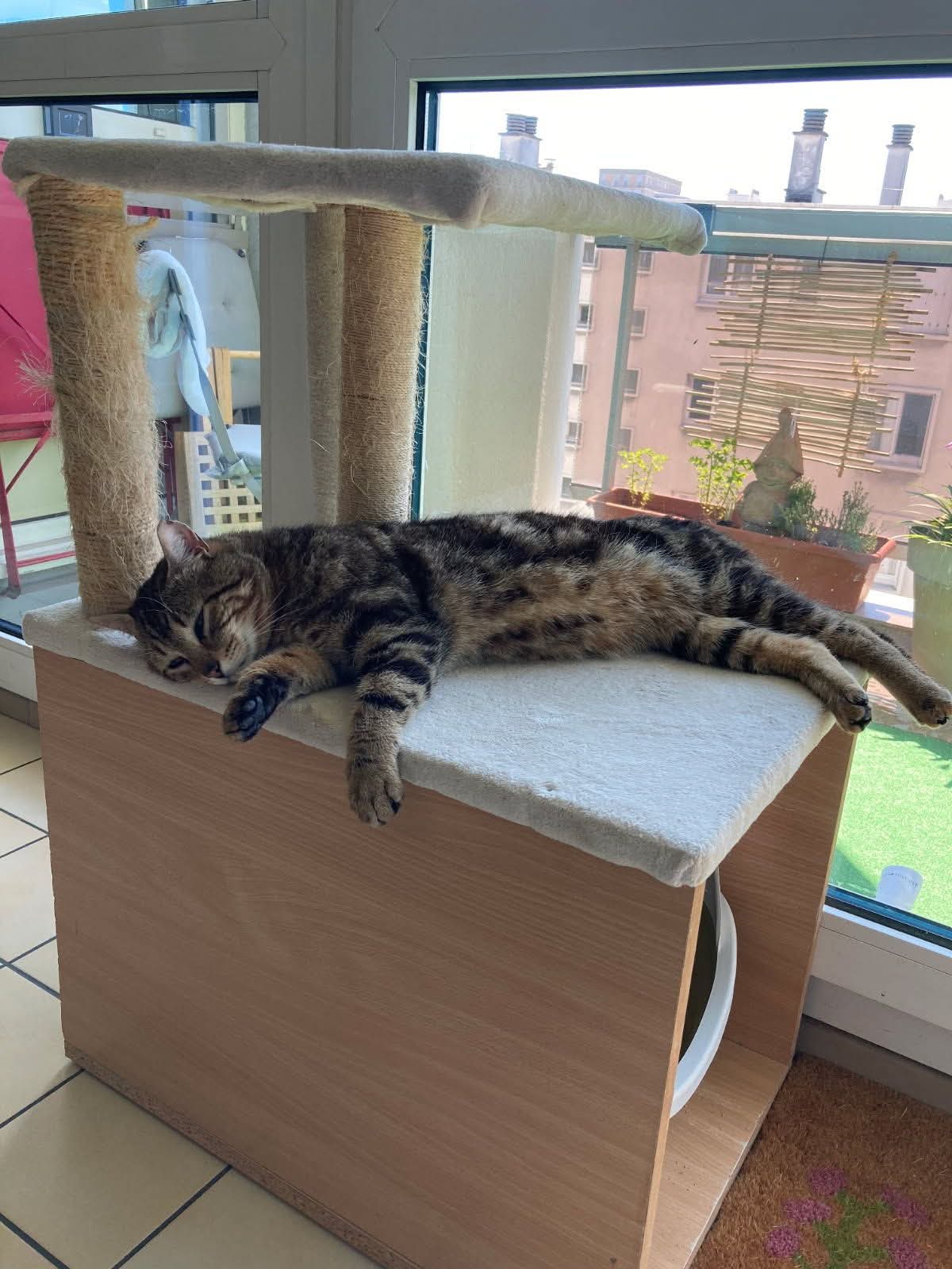 Chat