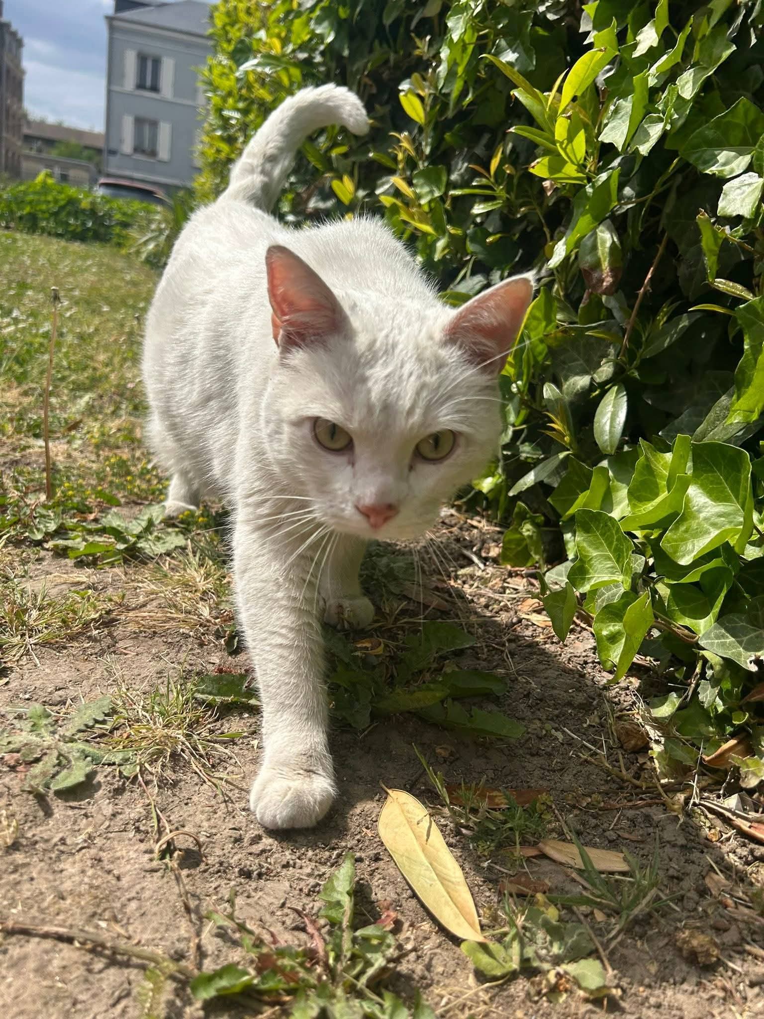 Chat