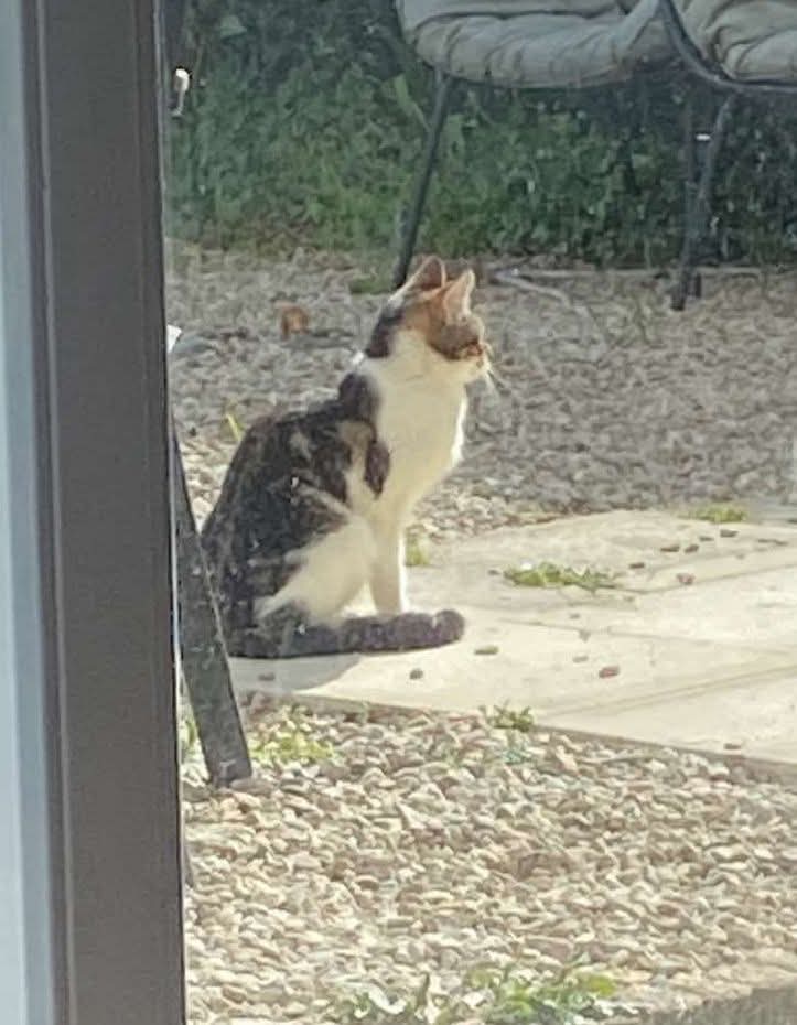 Chat