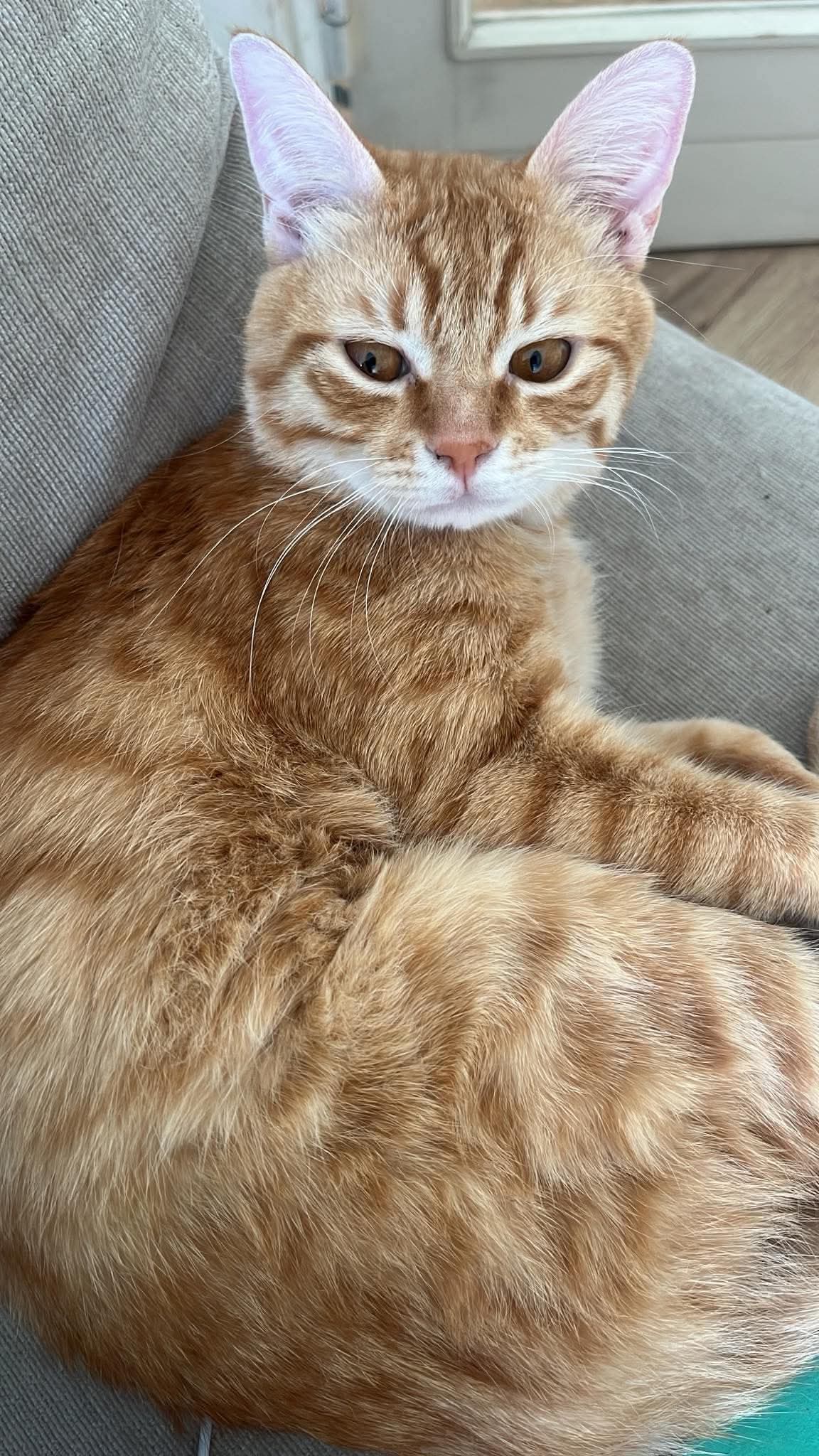 Chat