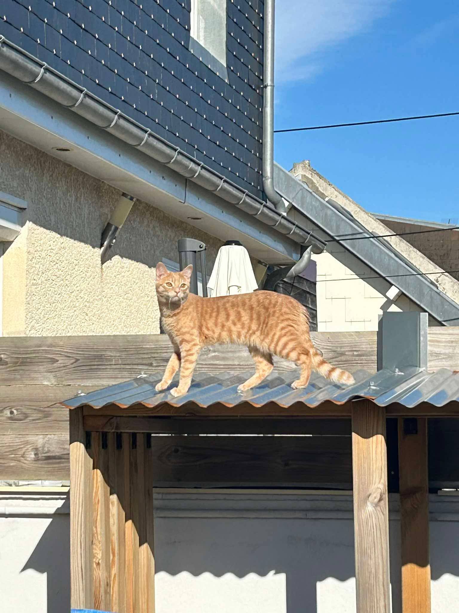 Chat