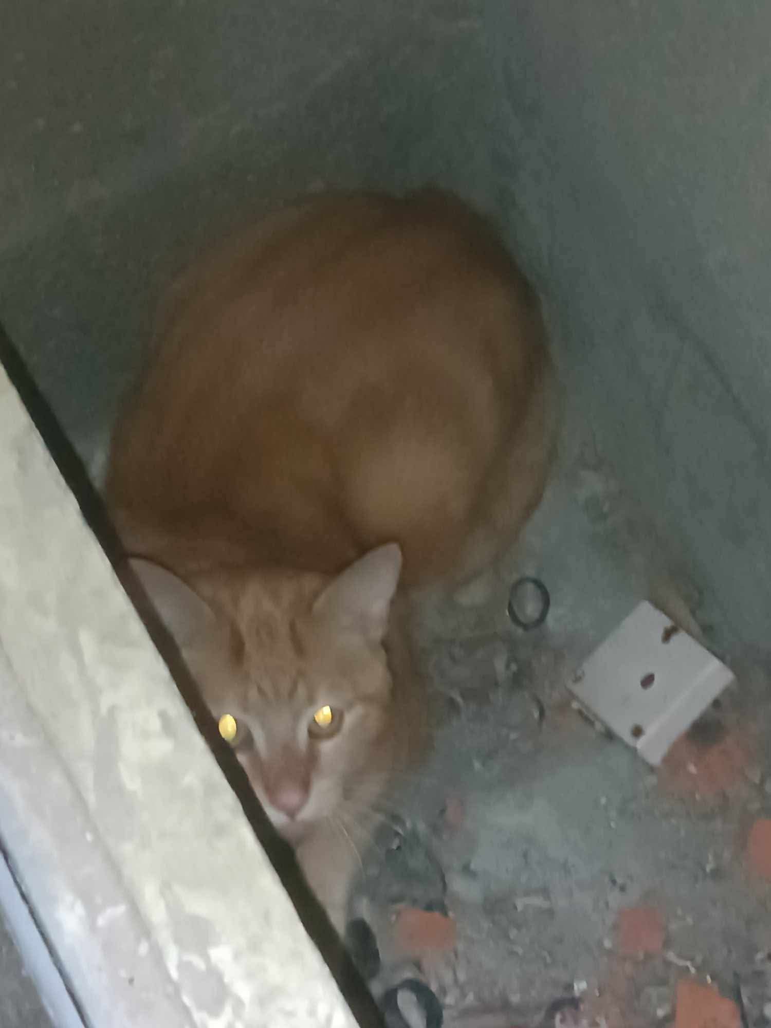 Chat