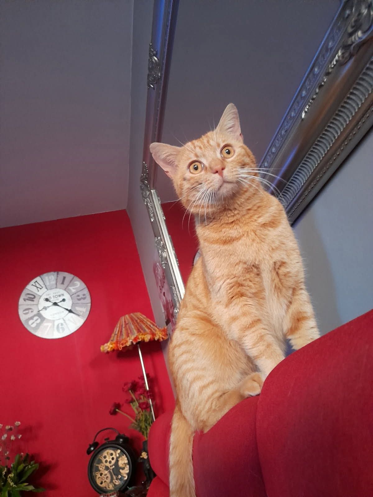 Chat