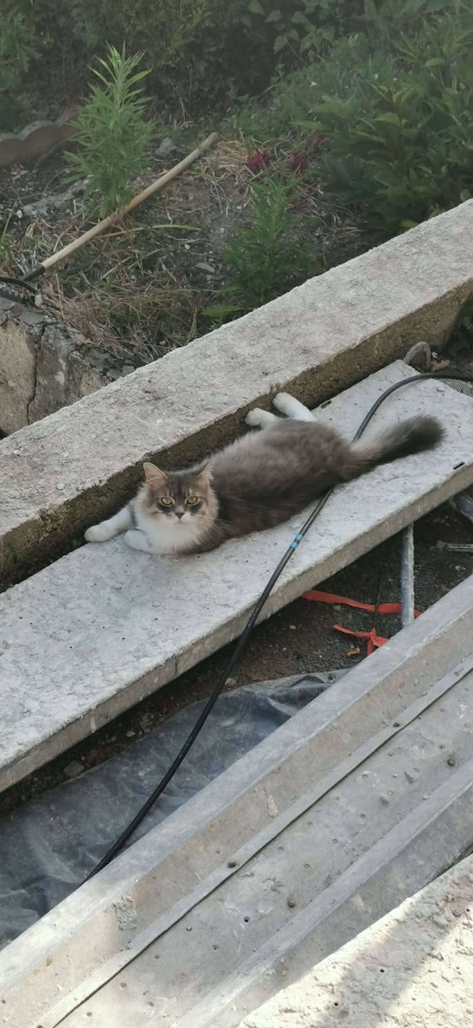 Chat