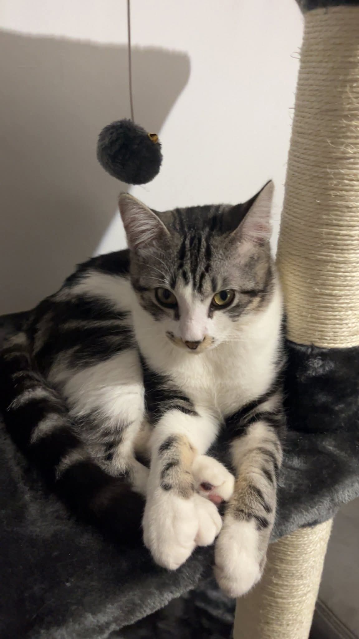 Chat