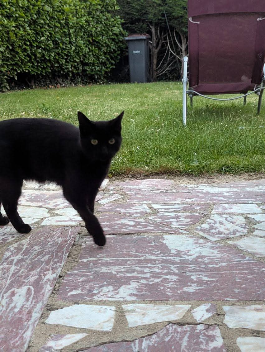 Chat