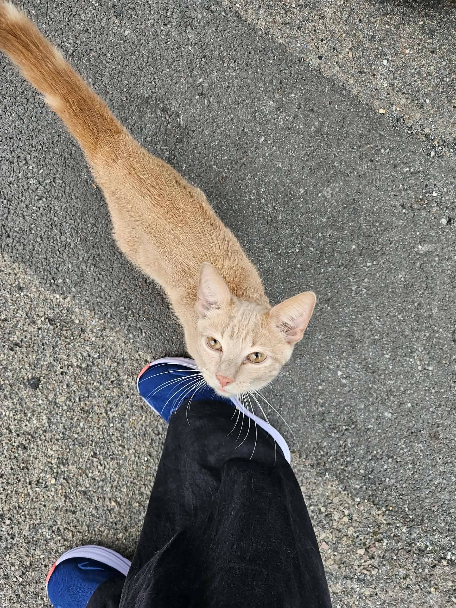 Chat