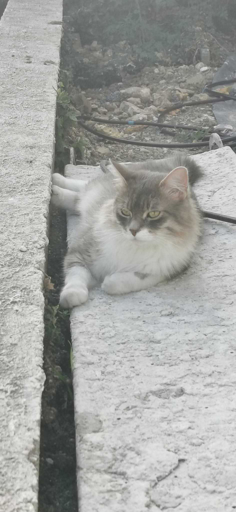 Chat