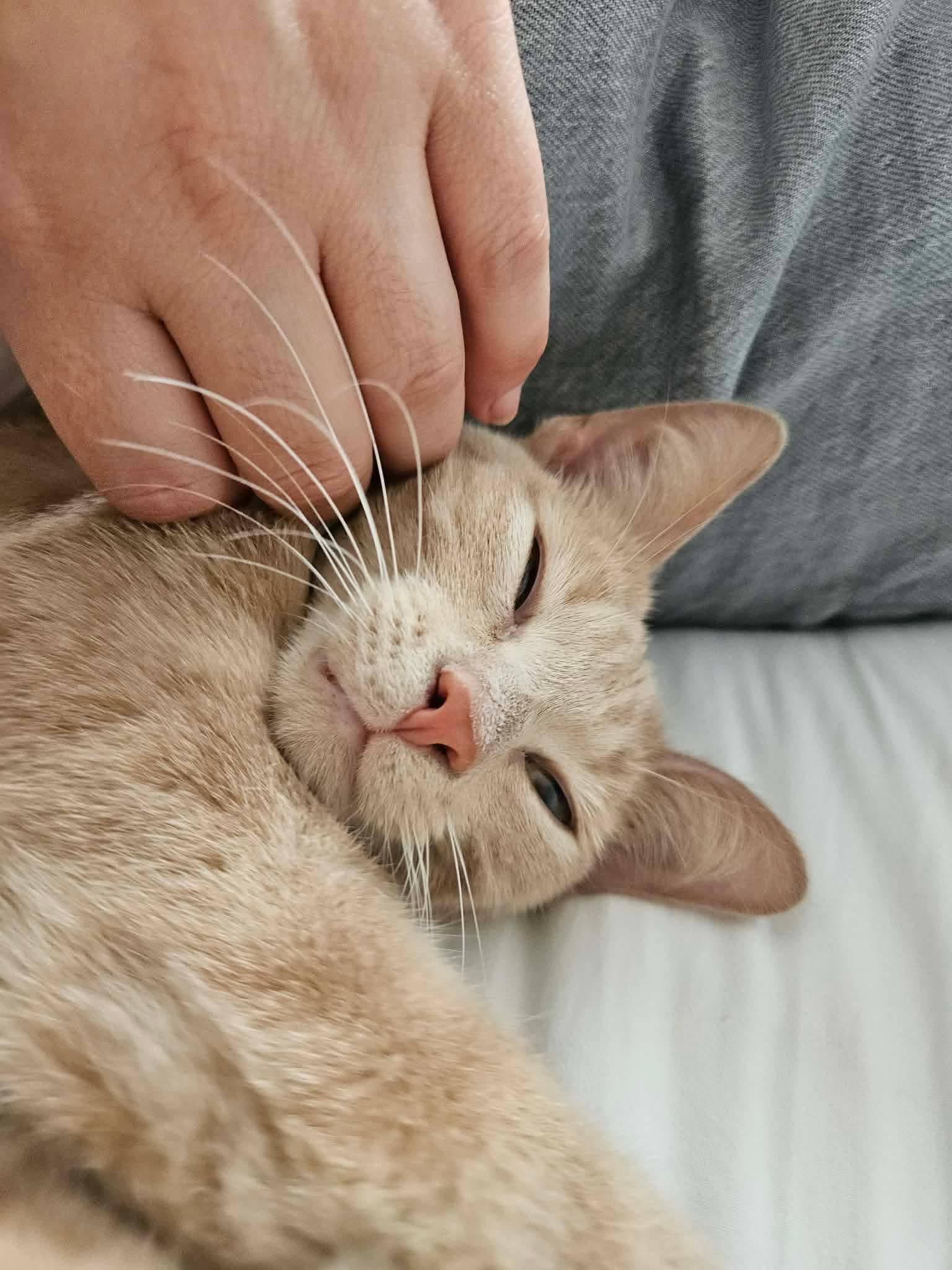 Chat