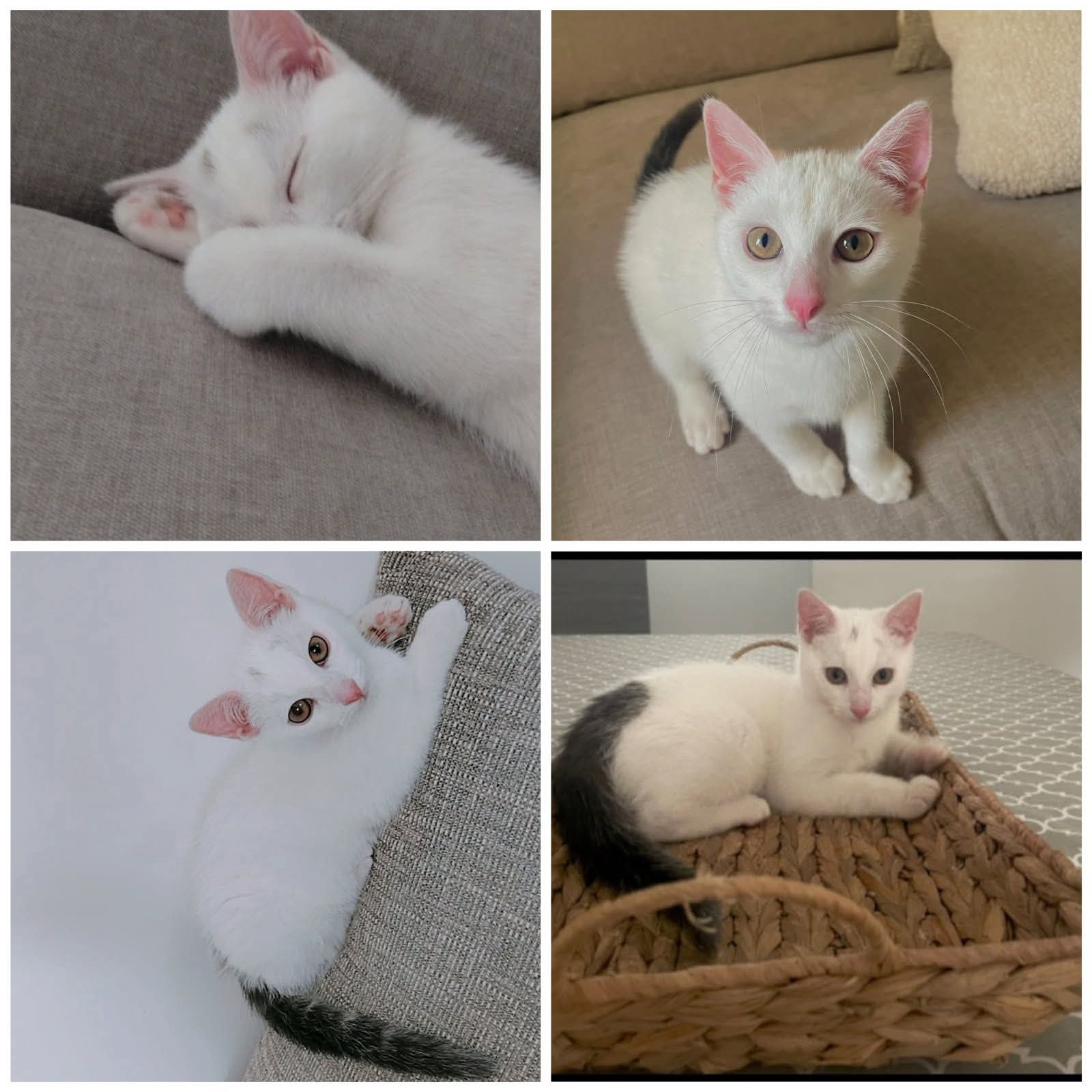 Chat