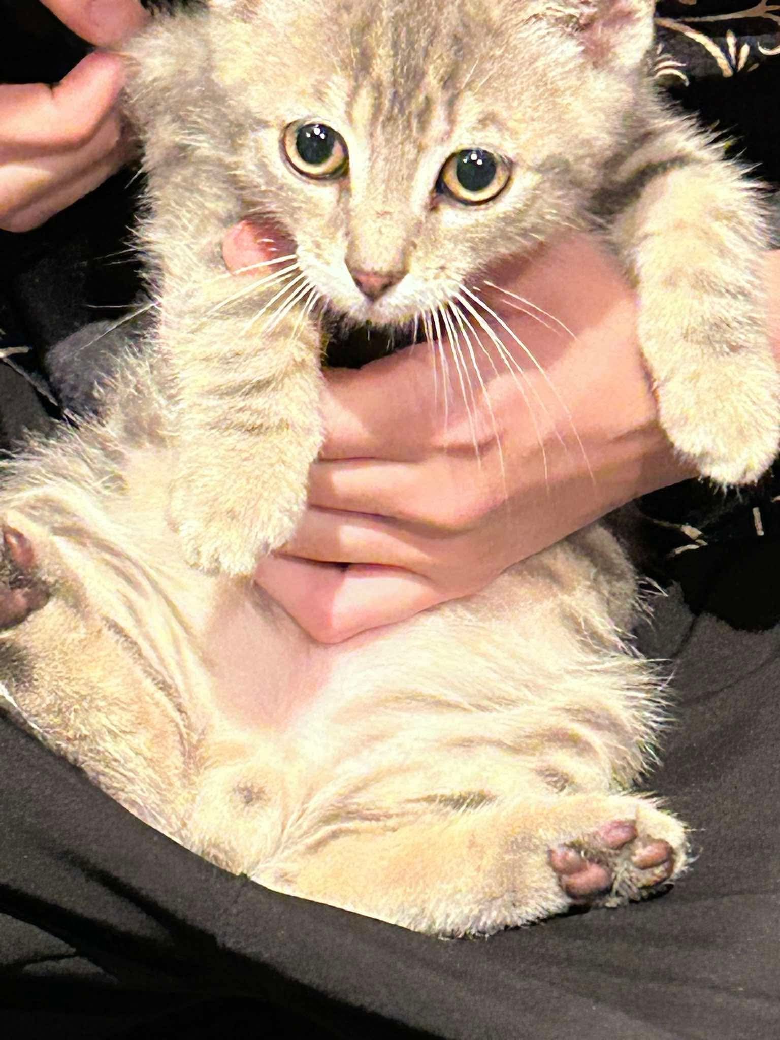 Chat