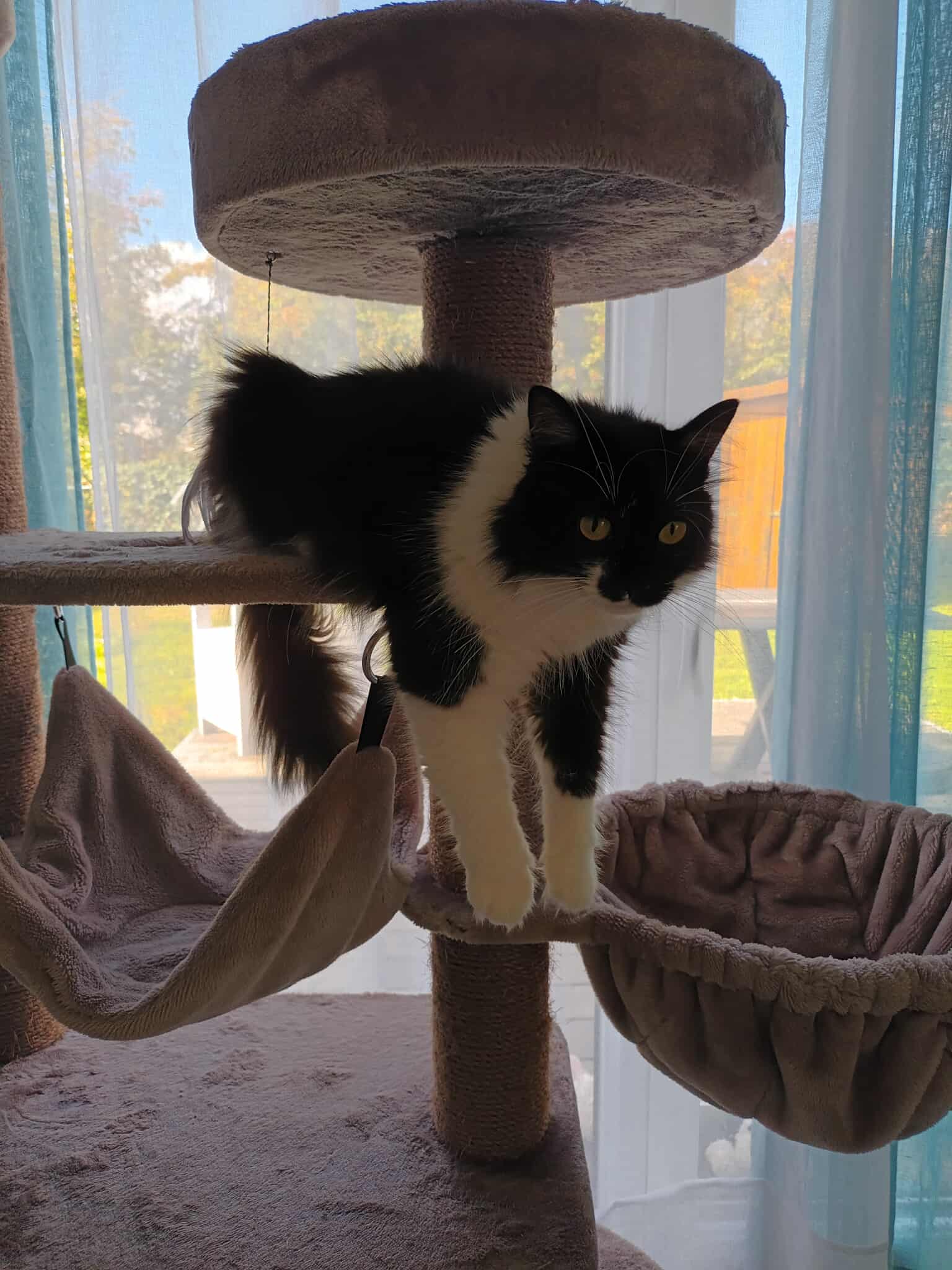 Chat