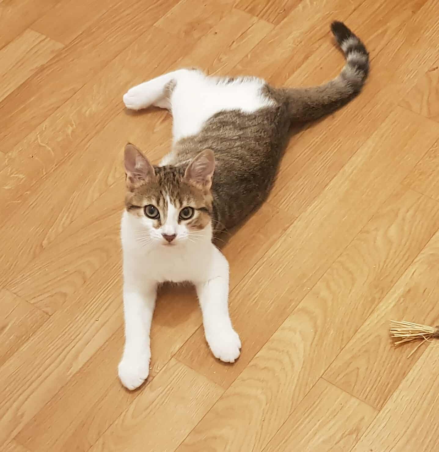 Chat