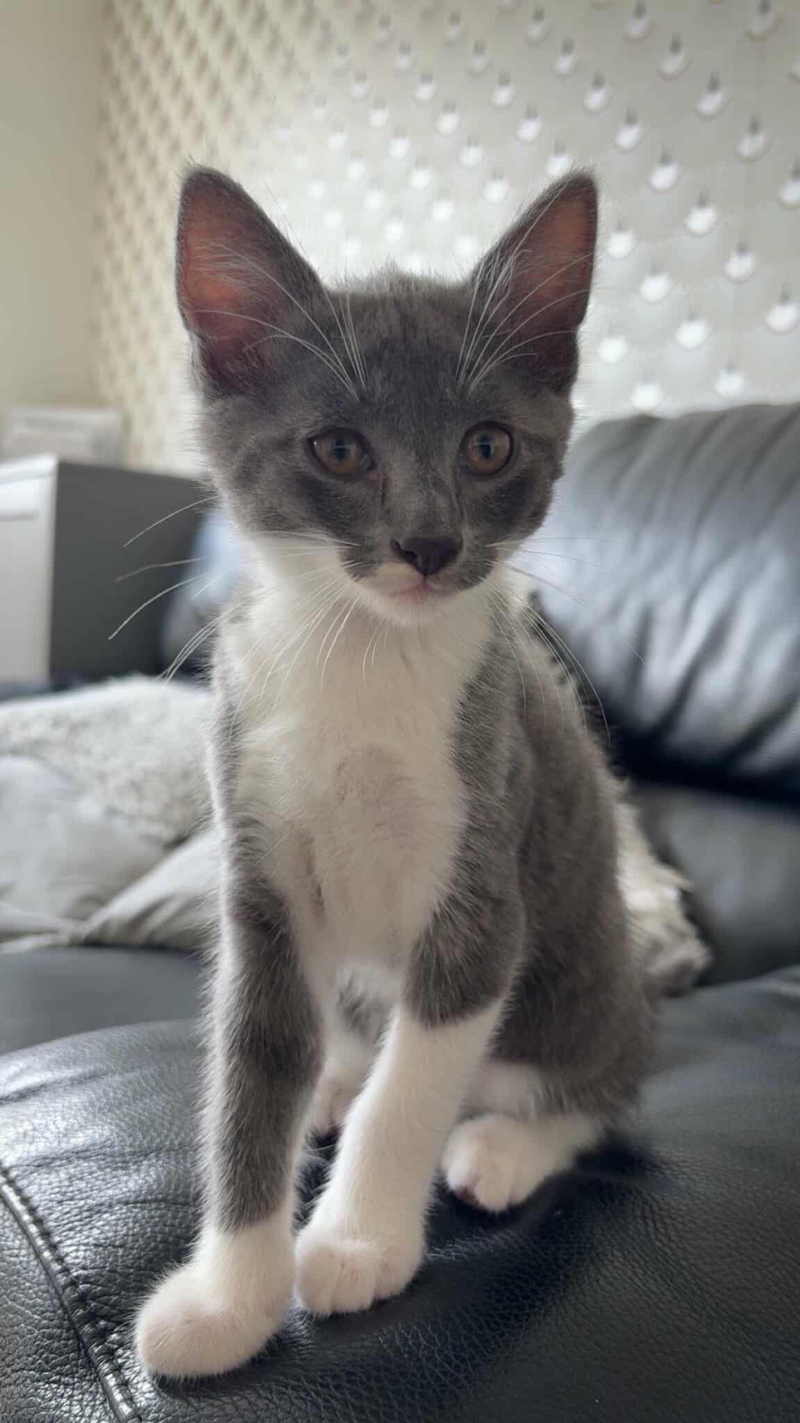 Chat