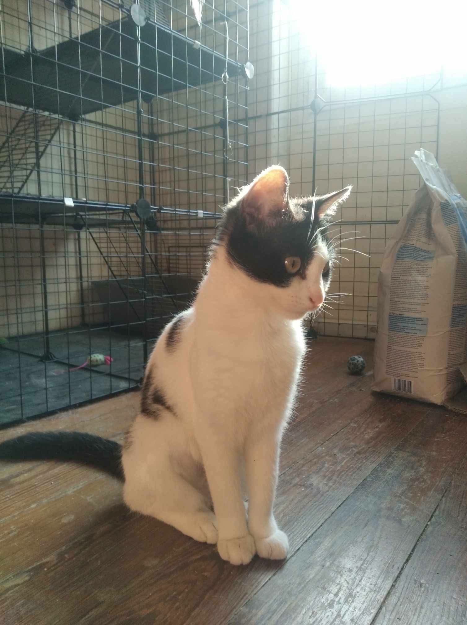 Chat