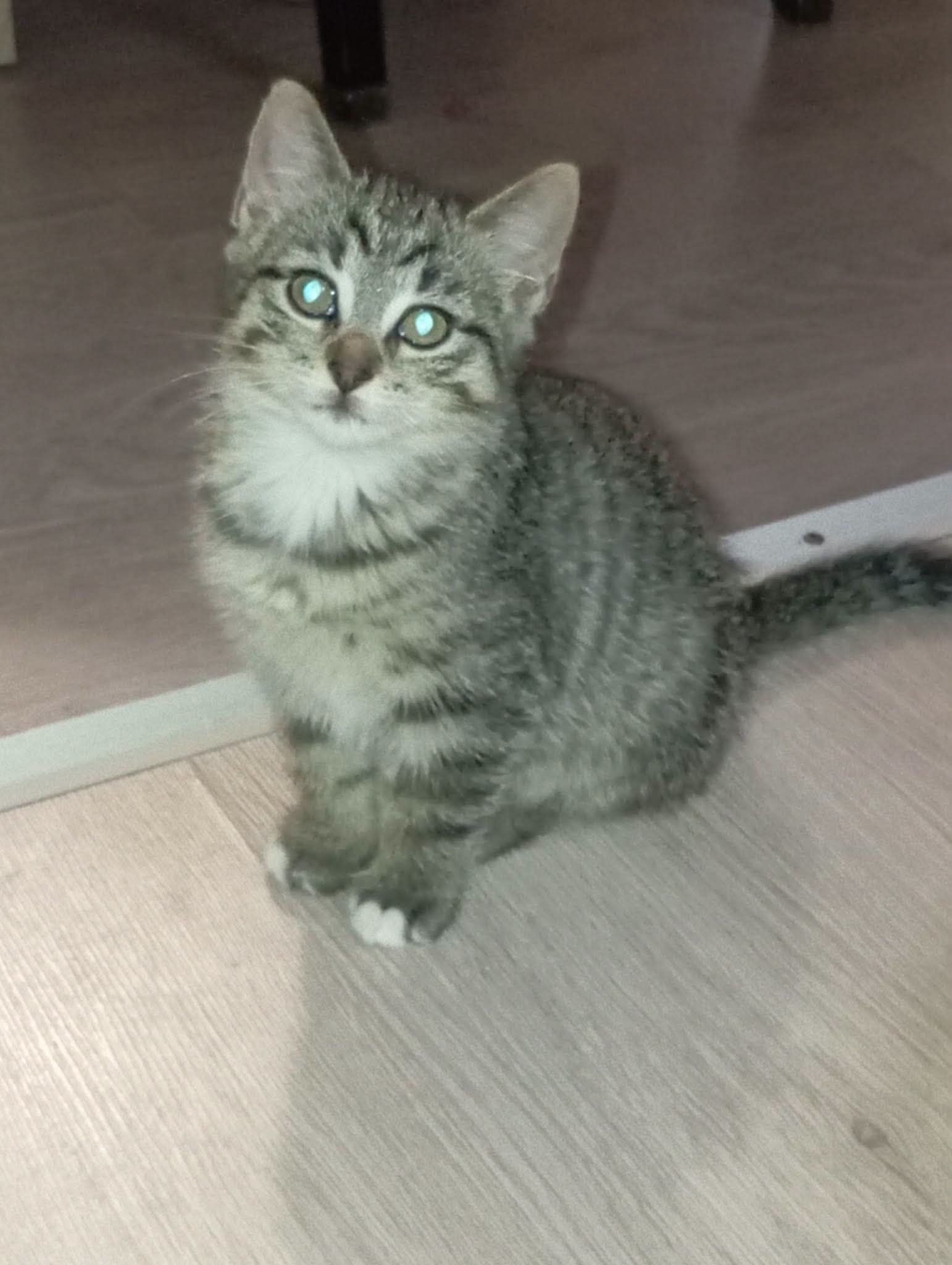 Chat