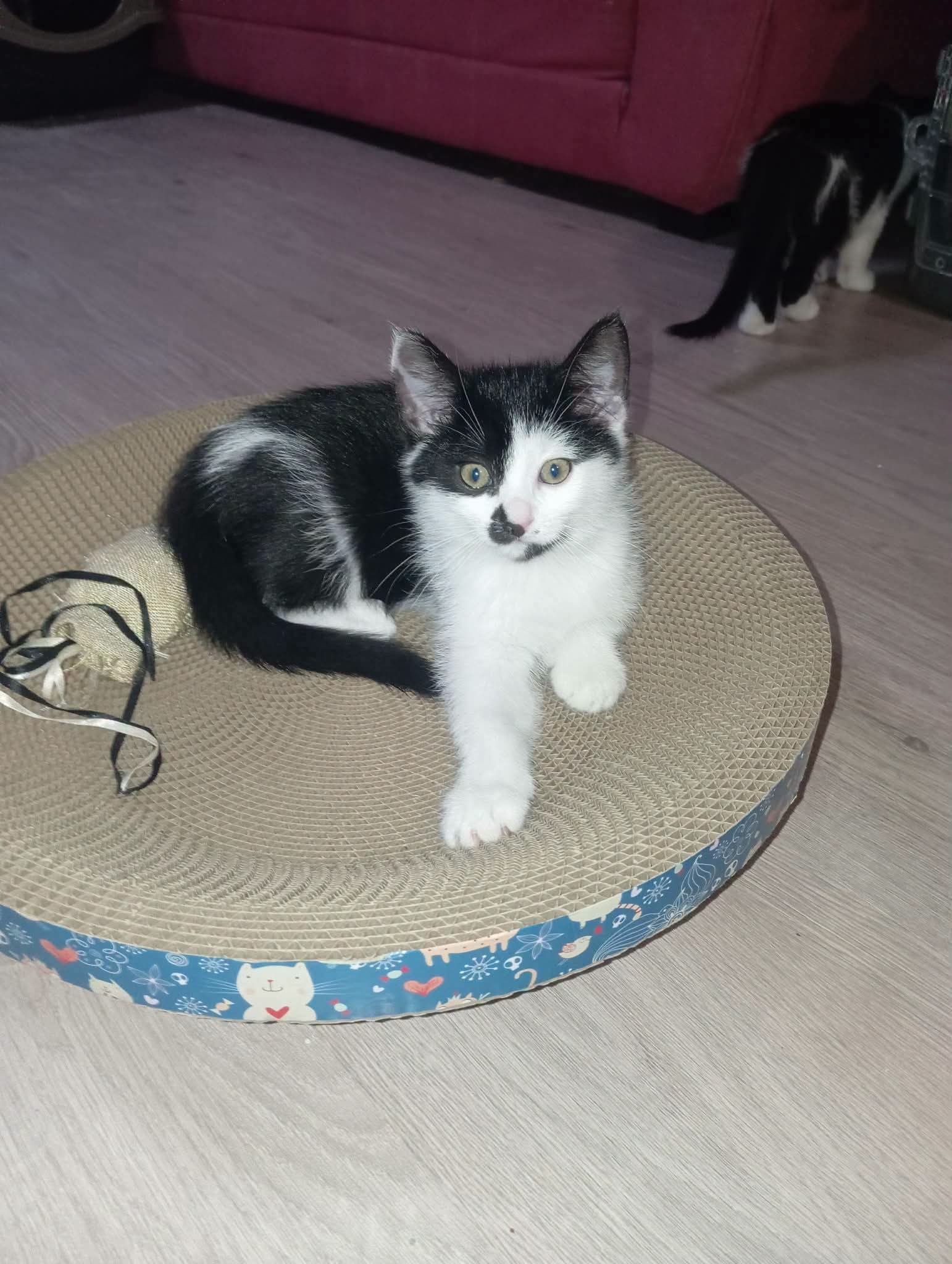 Chat