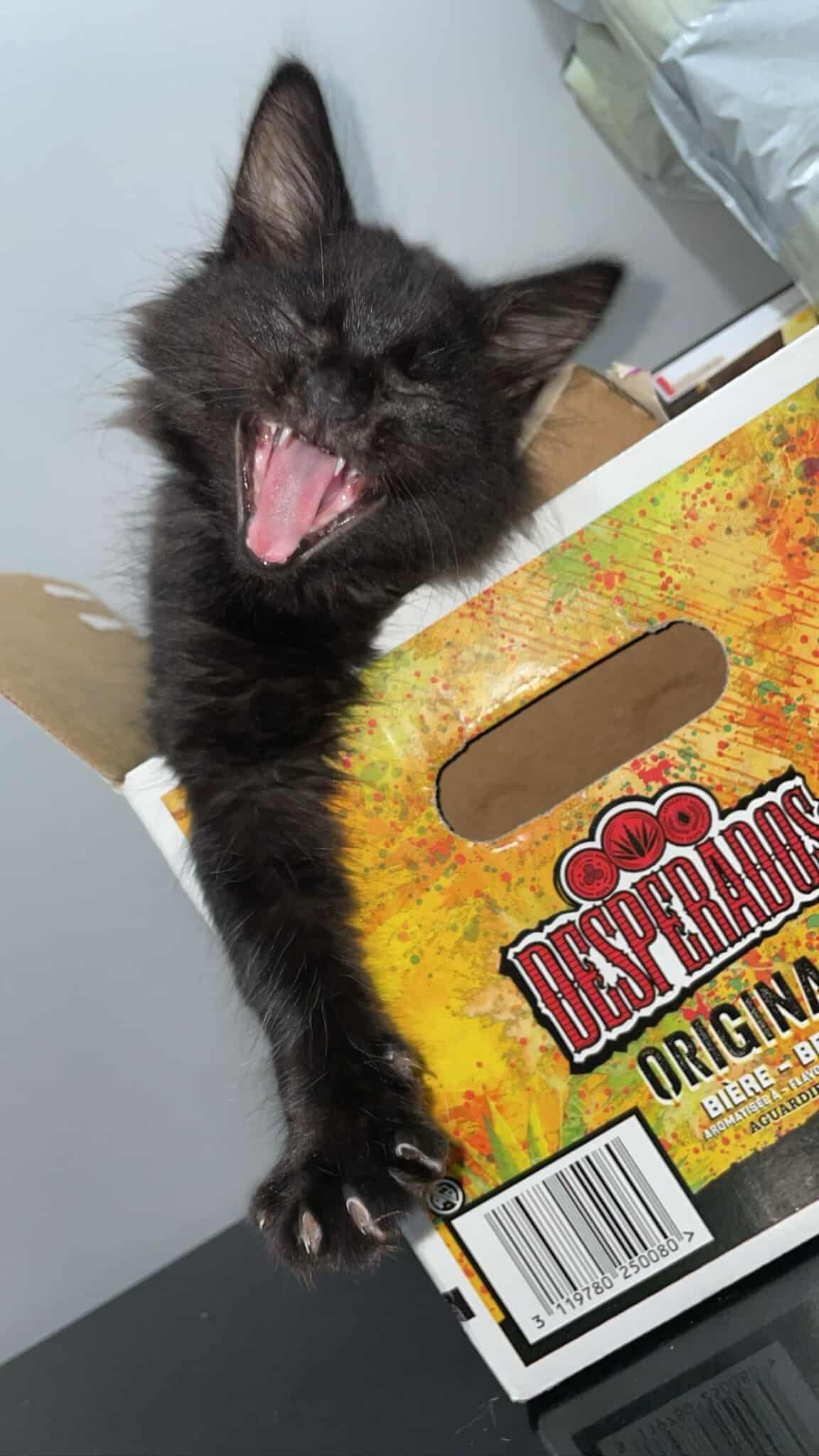 Chat