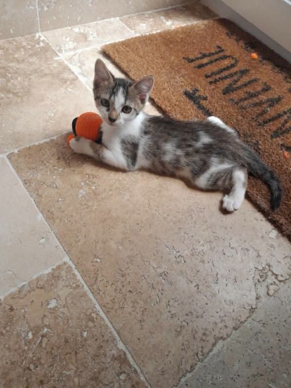 Chat