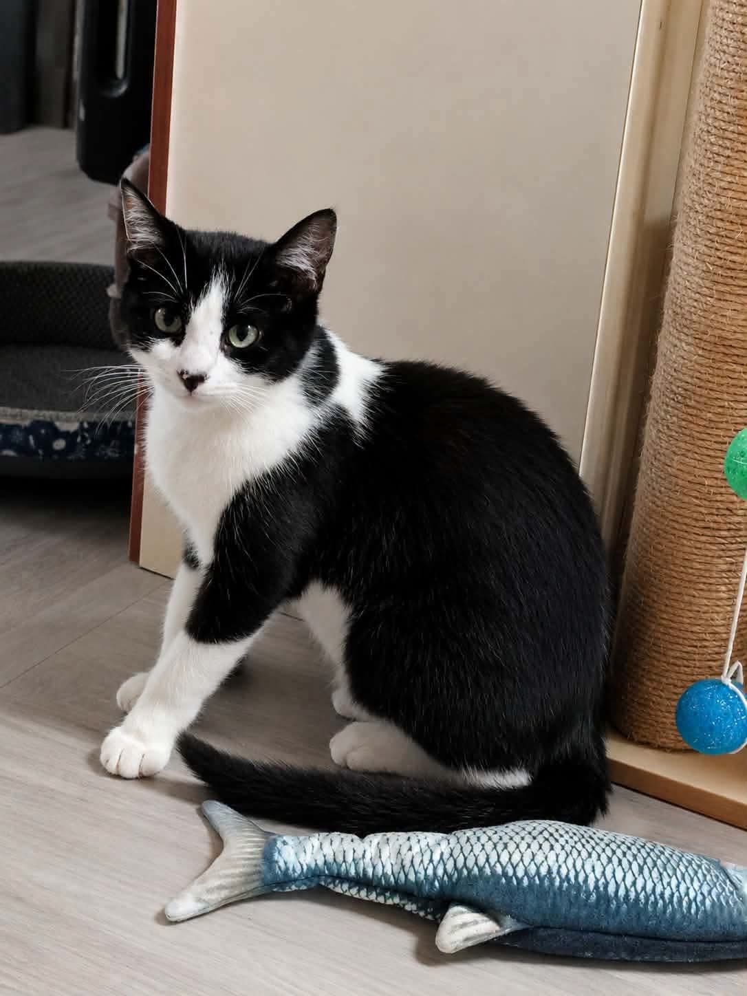 Chat