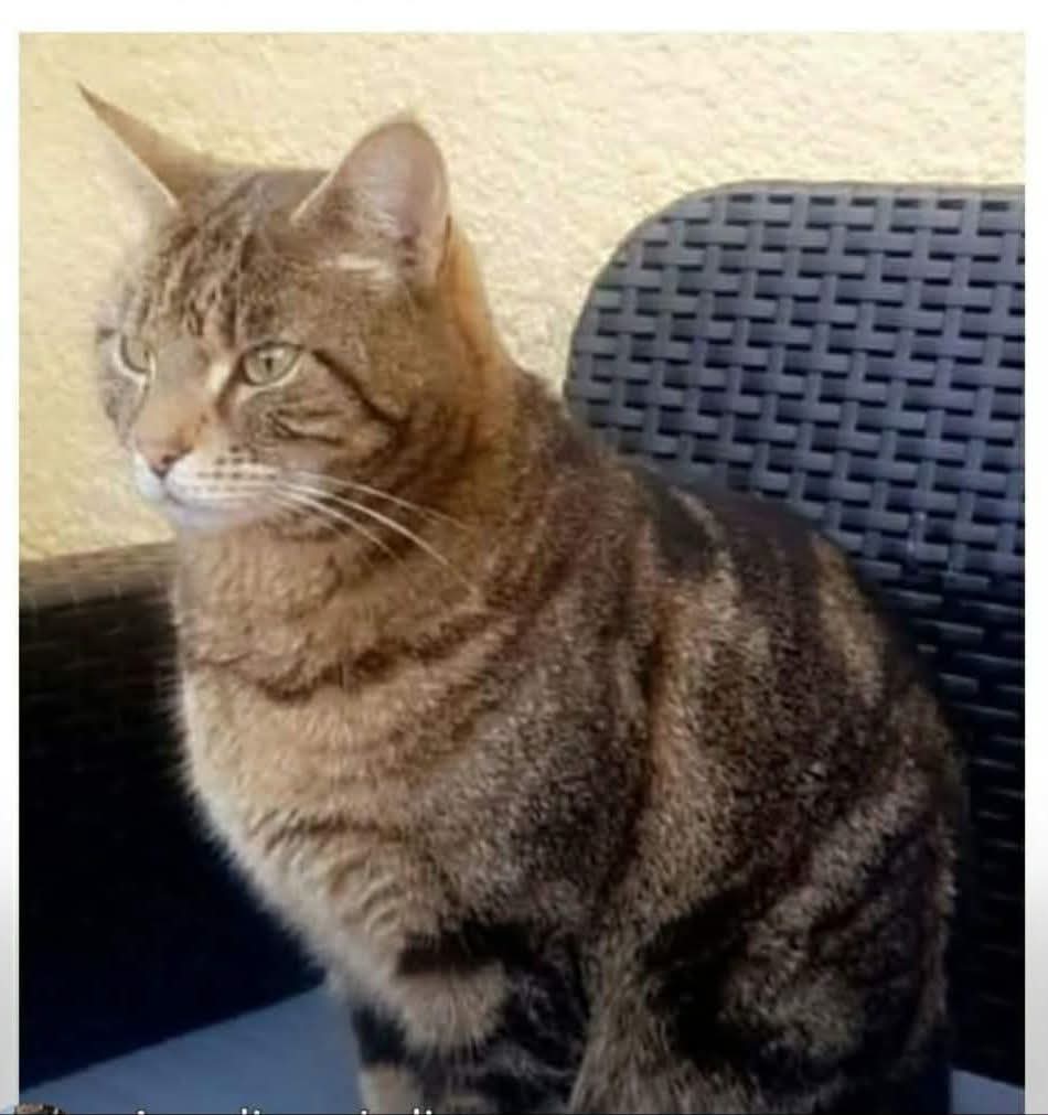 Chat