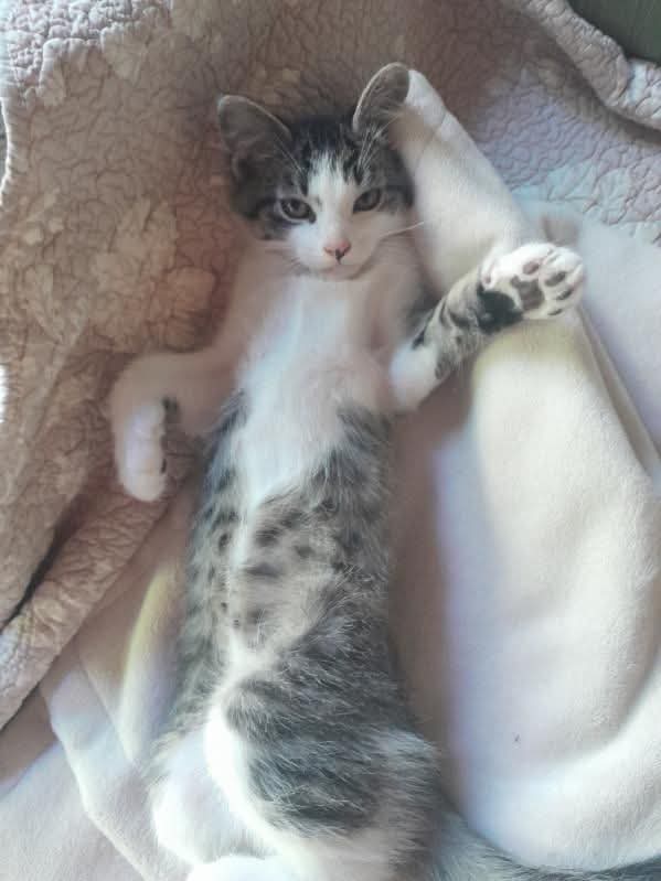 Chat