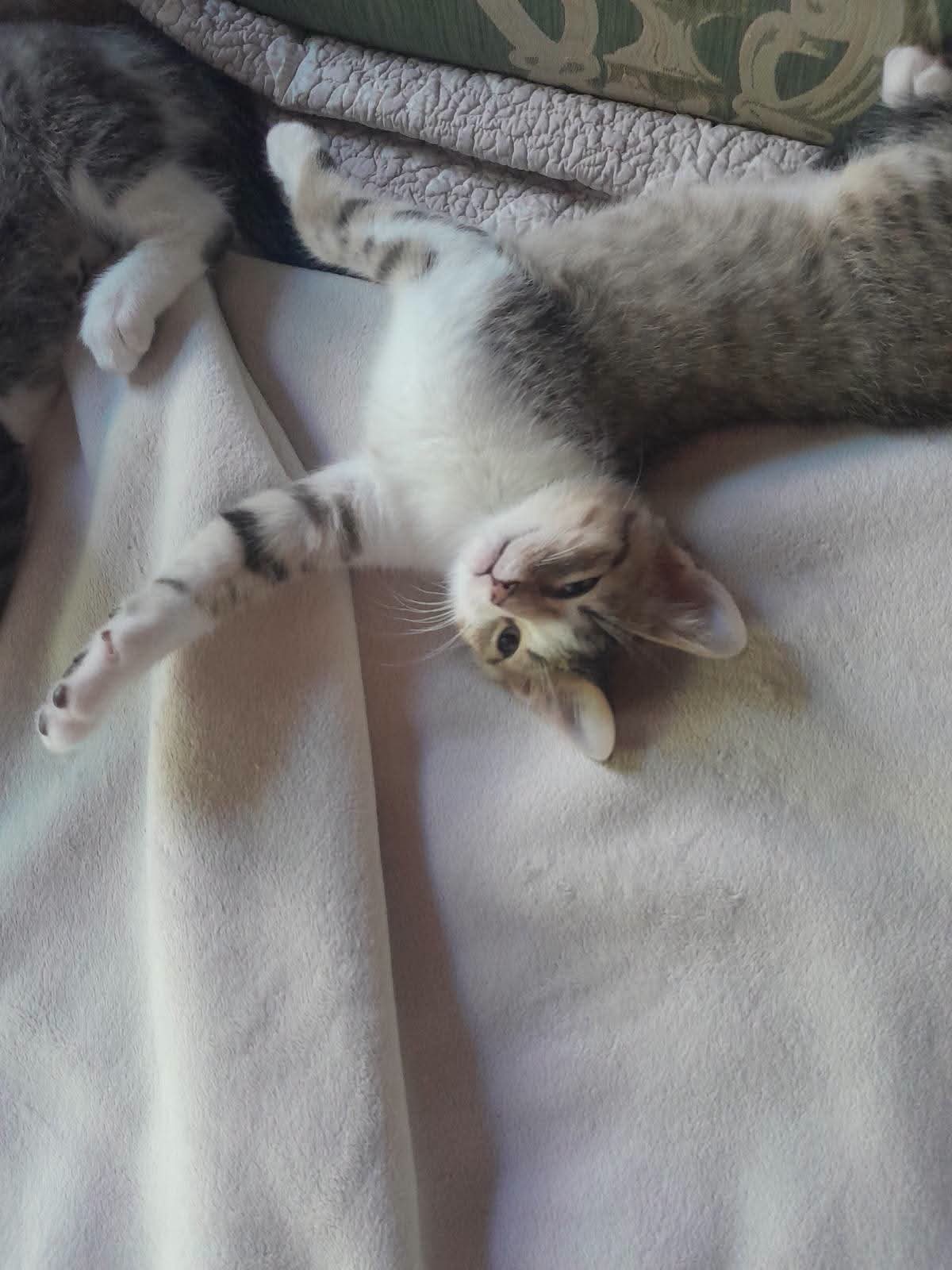 Chat