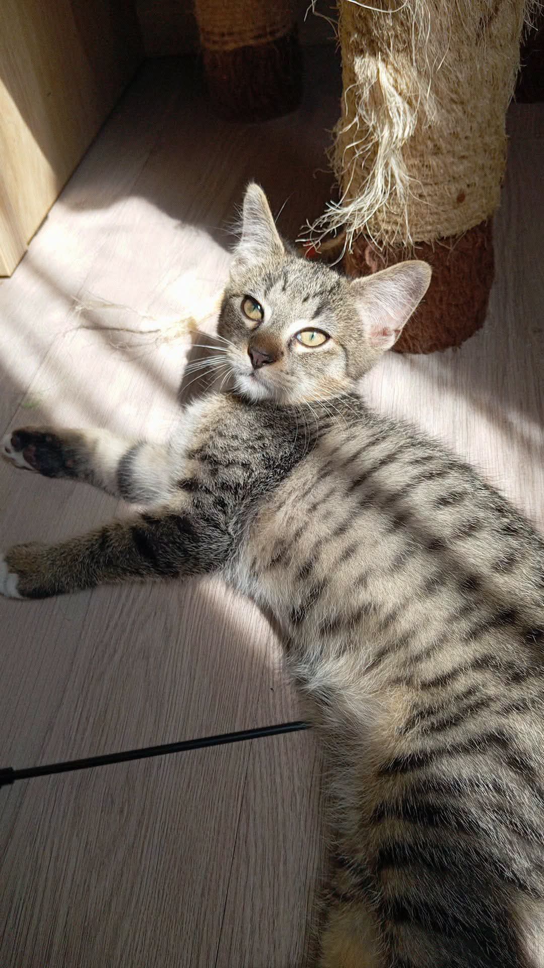Chat