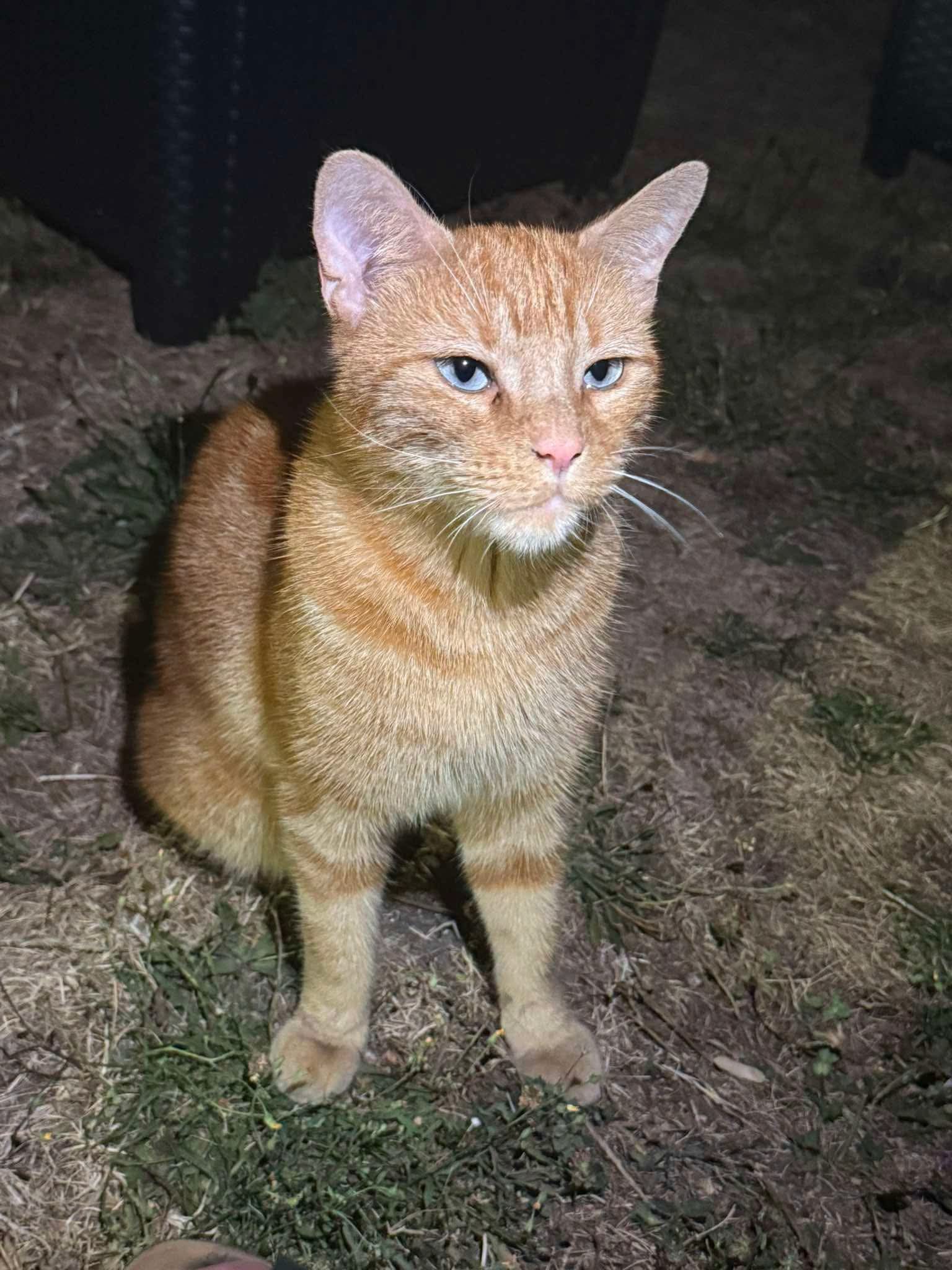 Chat